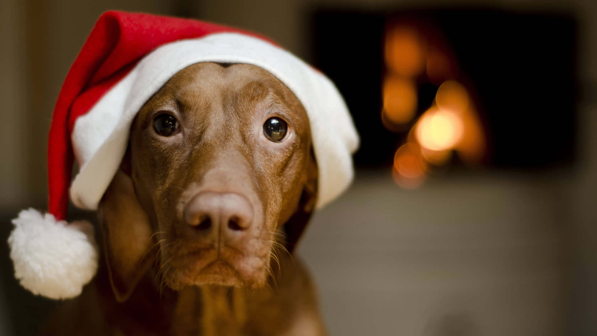 Christmas Dog In Front Of Fireplace Background