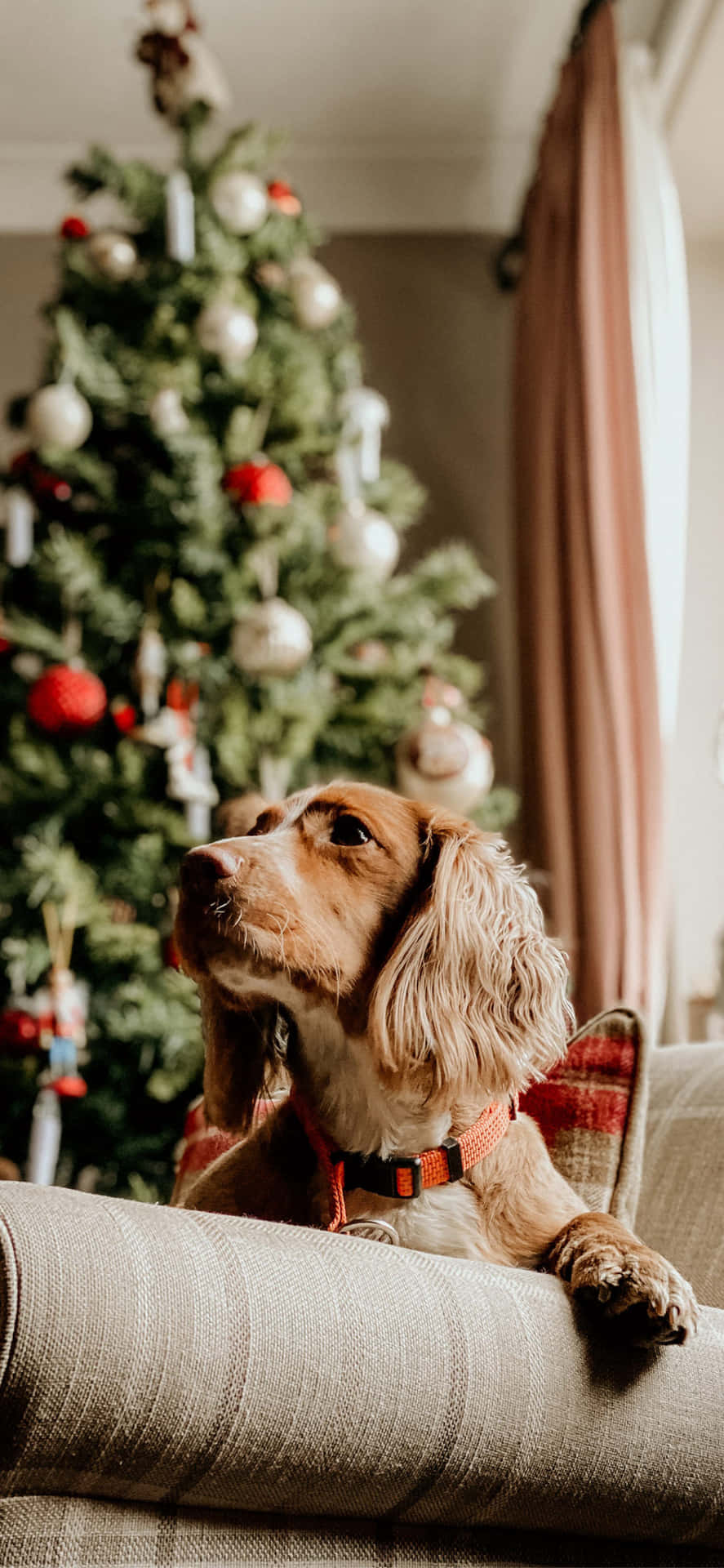 Christmas Dog Laying On Couch Background
