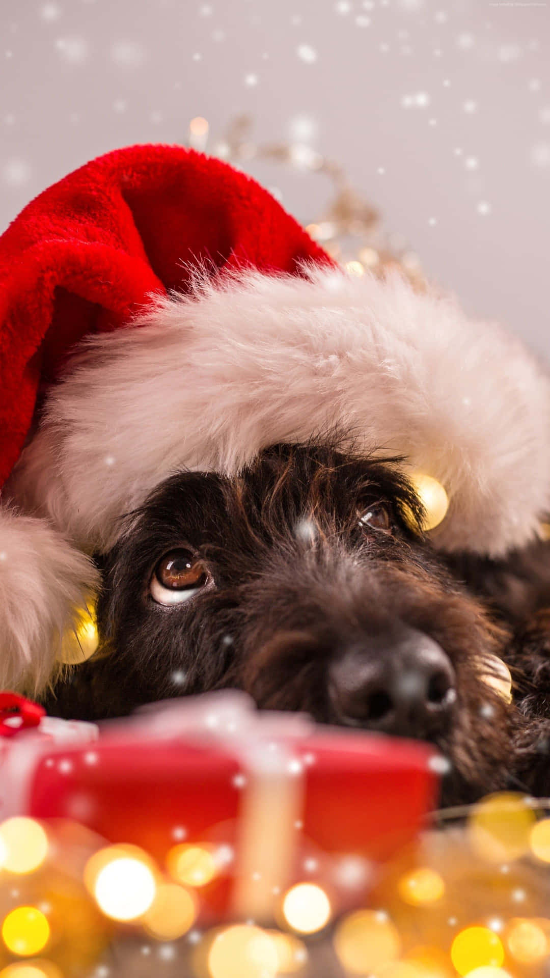 Christmas Dog Looking Up Background
