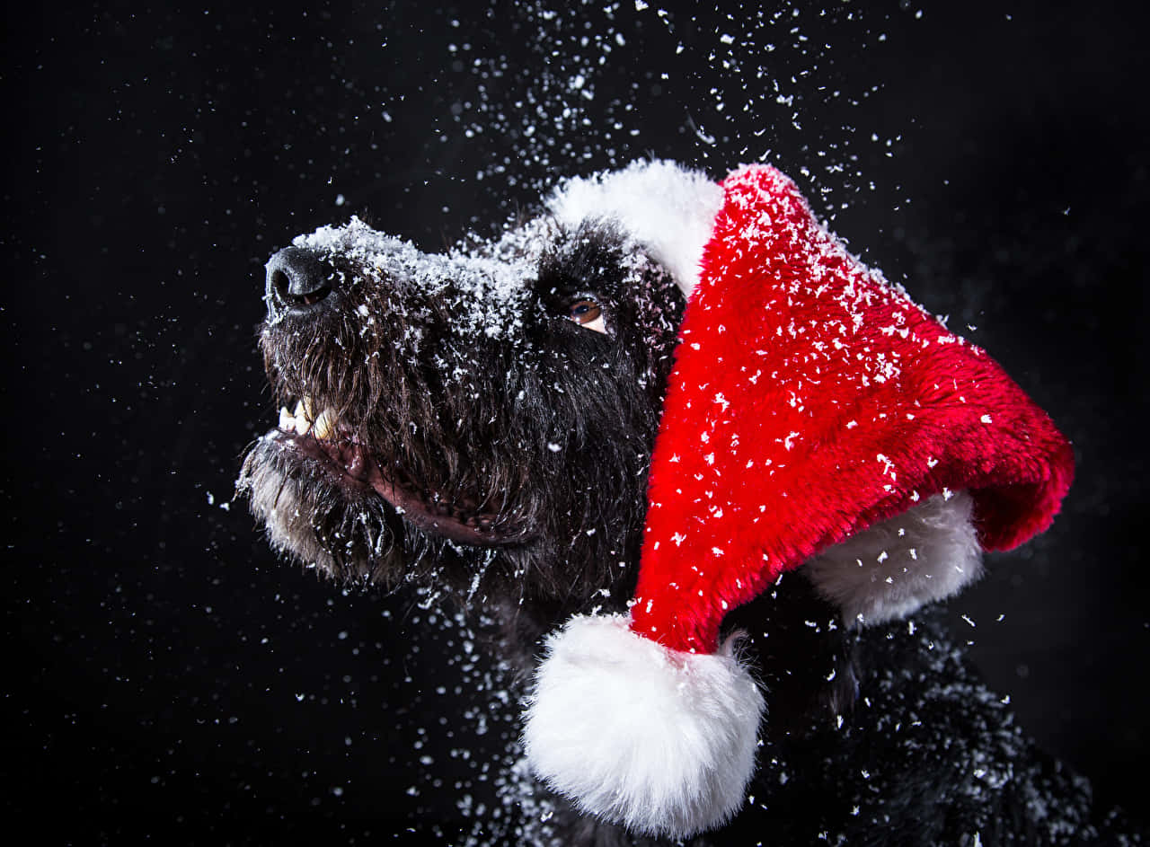 Christmas Dog Looking Up At Snow