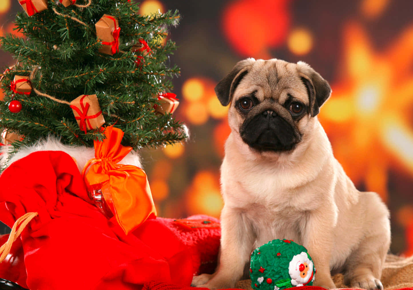 Christmas Dog Pug With Tree Background