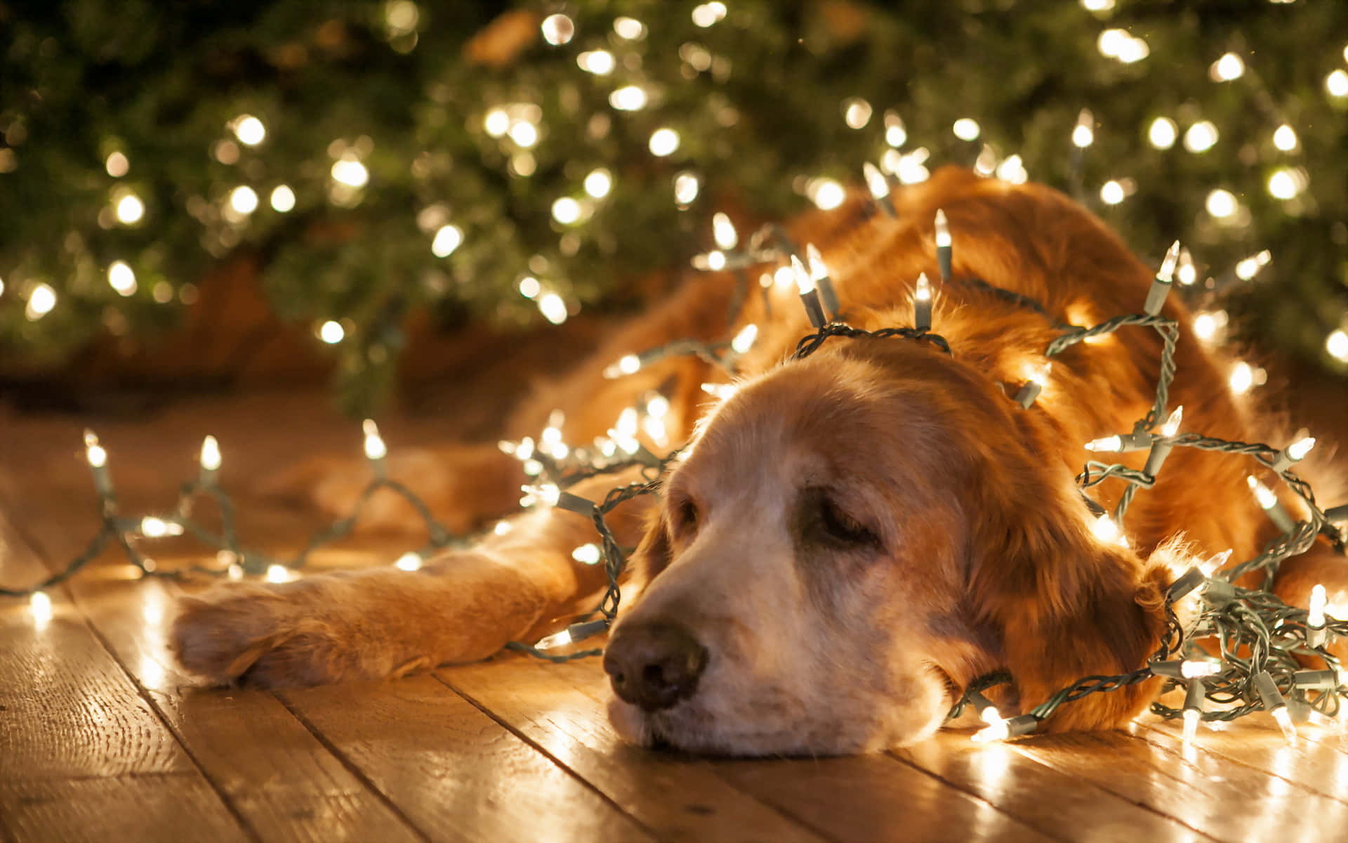 Christmas Dog Sleeping In Lights