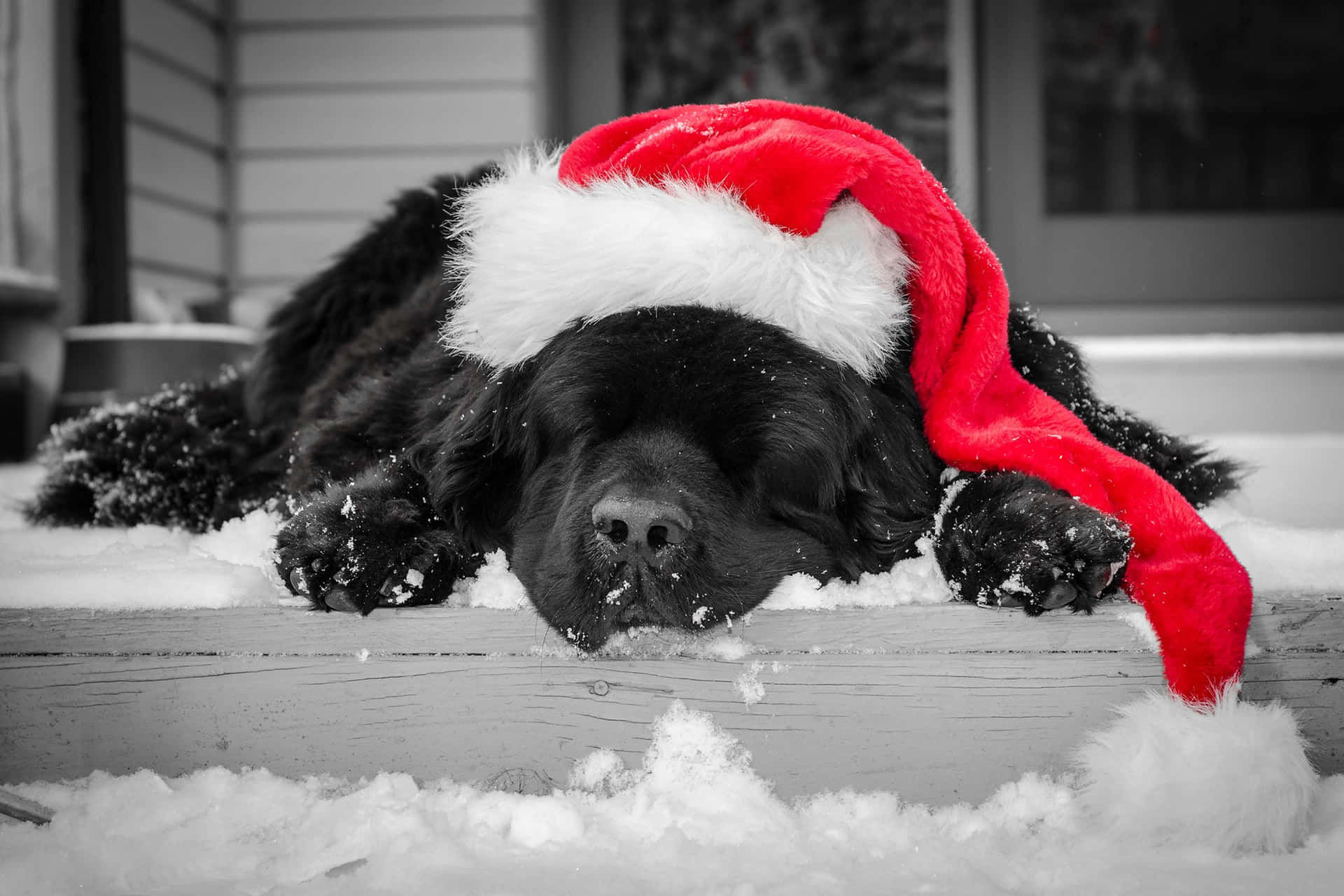 Christmas Dog Sleeping On Snowy Porch Background