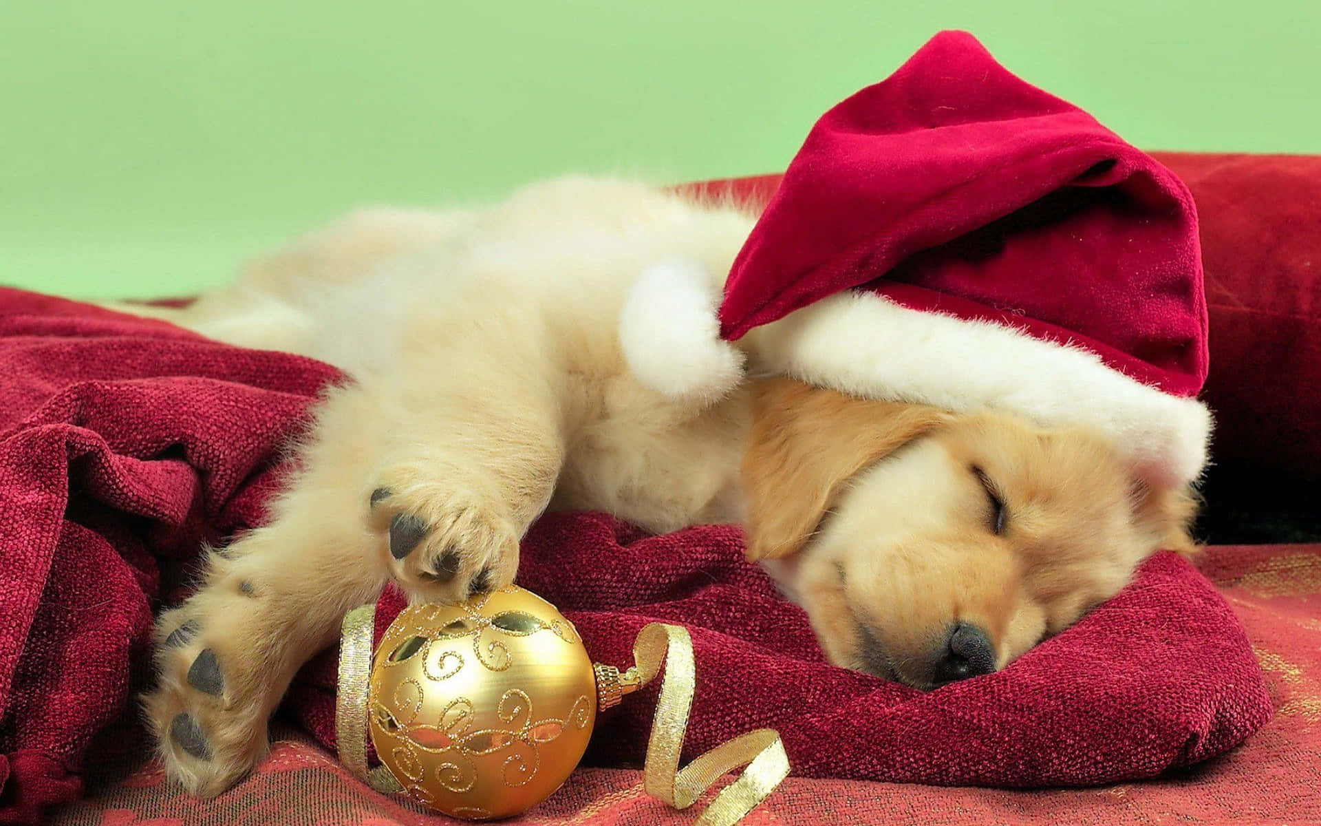 Christmas Dog Sleeping On Stocking Background