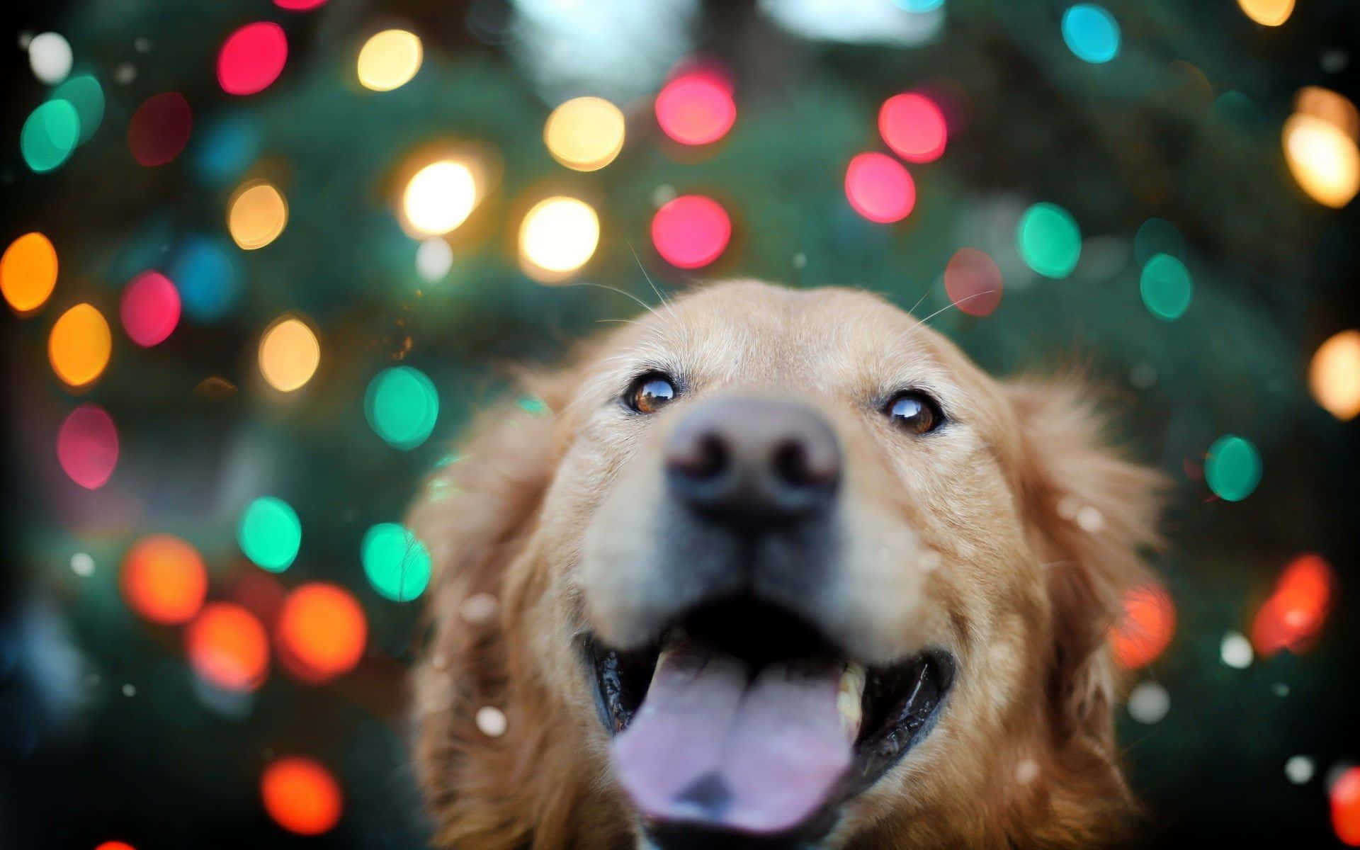 Christmas Dog Smiling At Camera Background