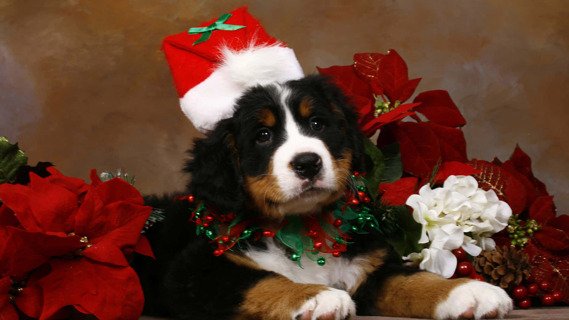 Christmas Dog Smiling With Flowers Background
