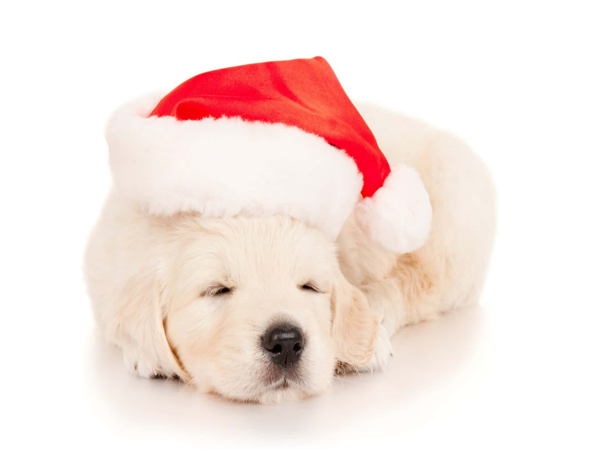 Christmas Dog White Puppy Background