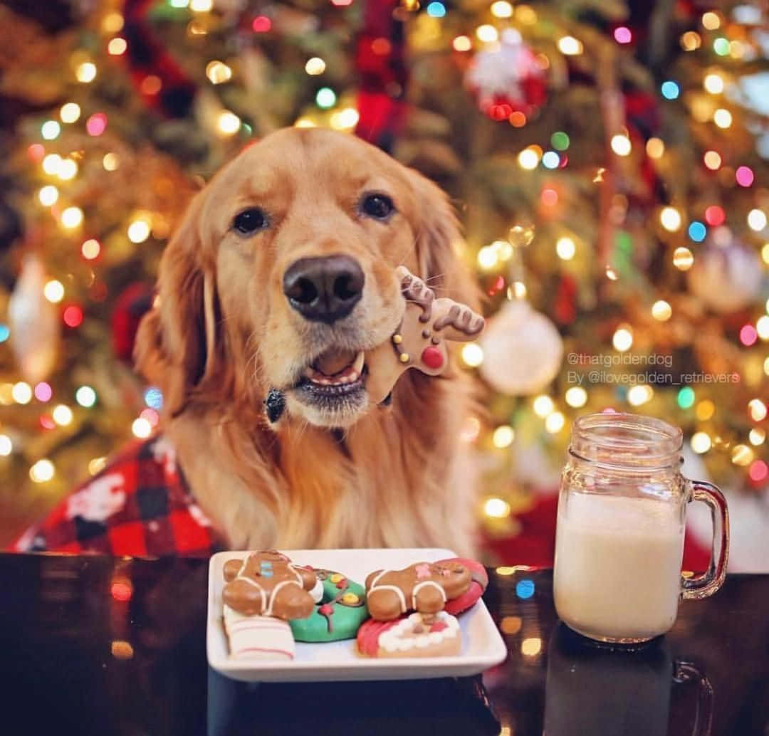 Christmas Dog With Cookies Background