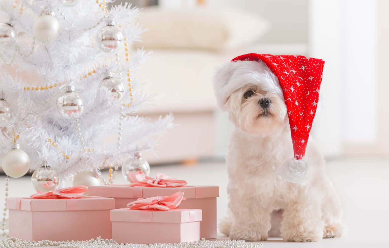 Christmas Dog With Pink Gifts