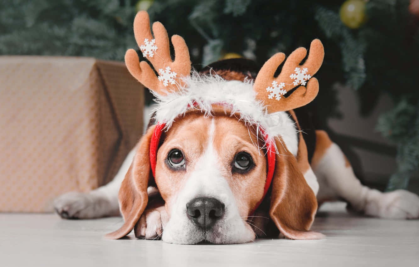 Christmas Dog With Reindeer Horn Hat Background