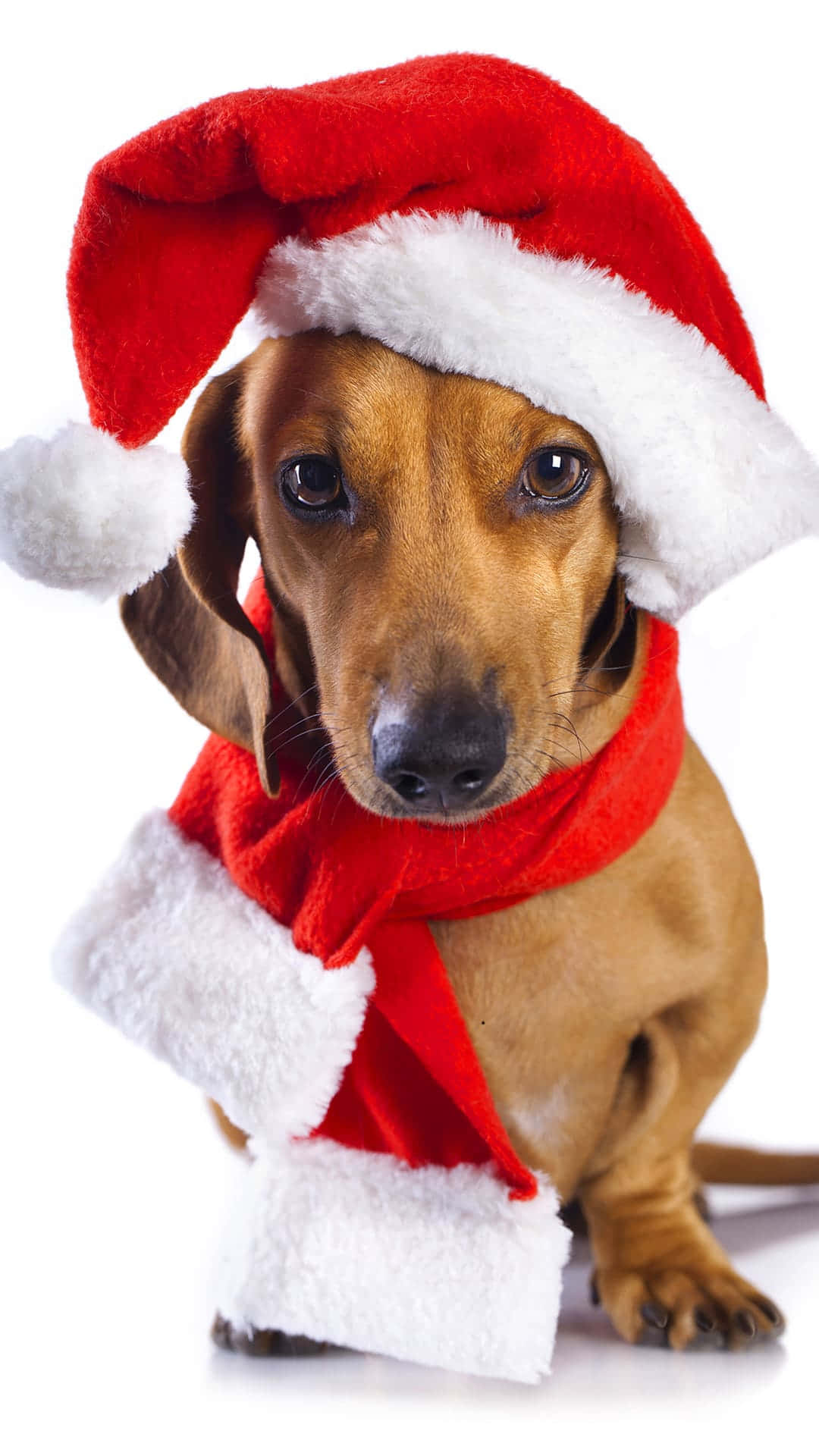 Christmas Dog With Scarf Background
