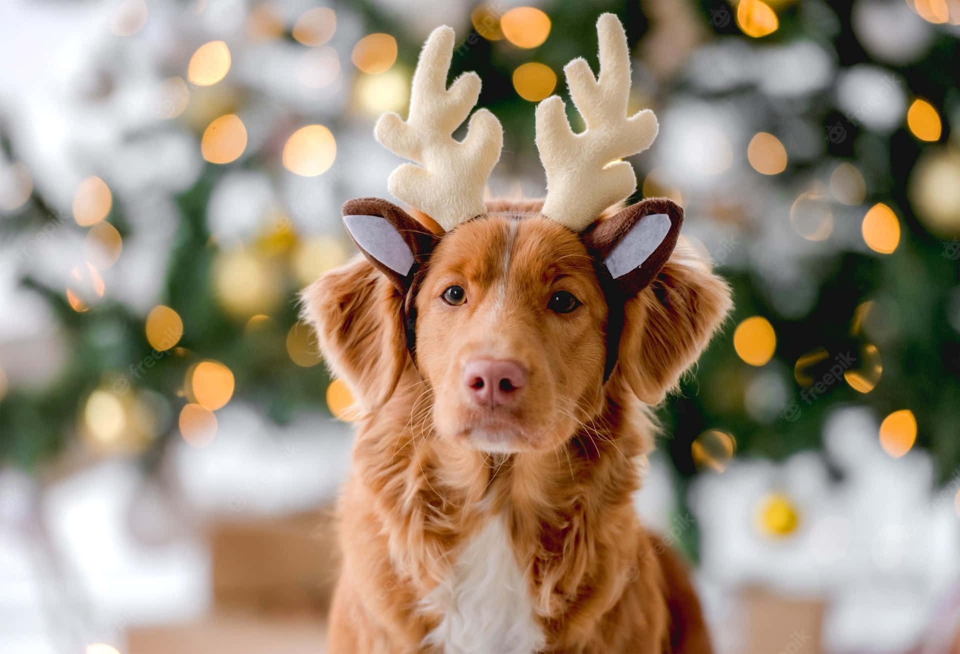 Christmas Dog With White Reindeer Headband Background