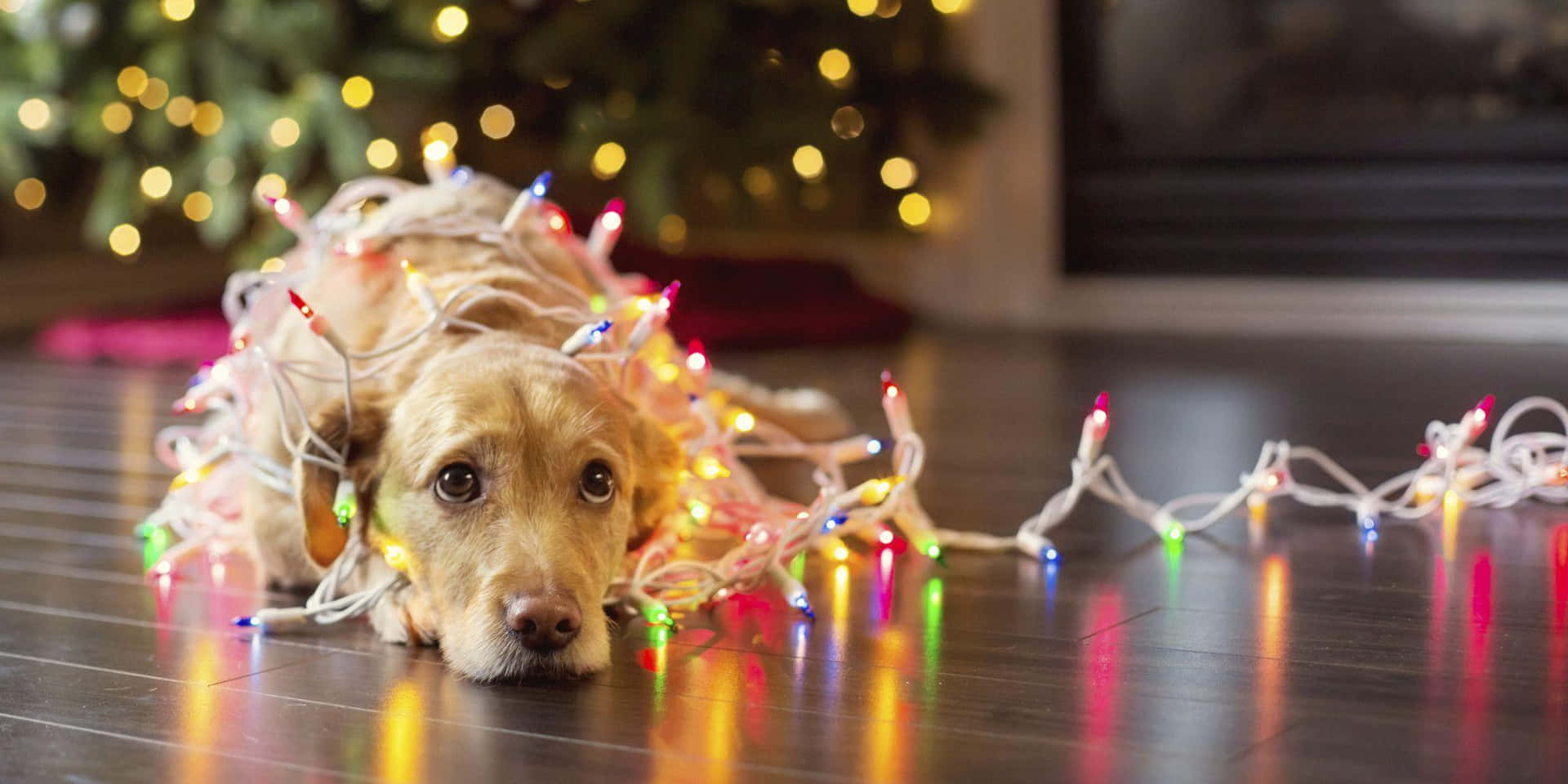 Christmas Dog Wrapped Up In Lights Background