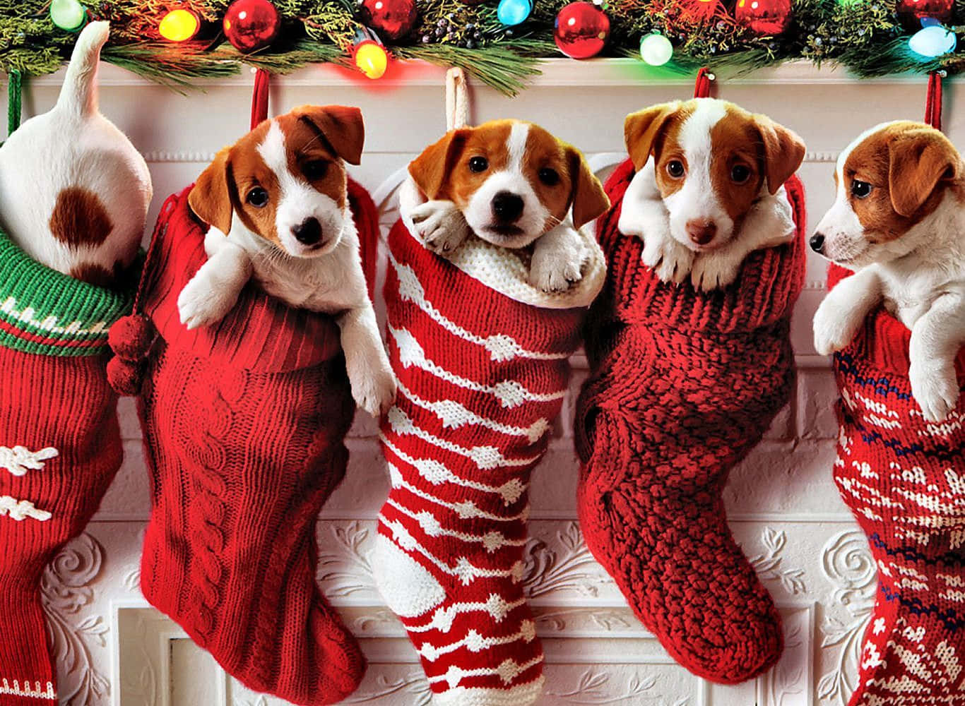Christmas Dogs In Stockings Background