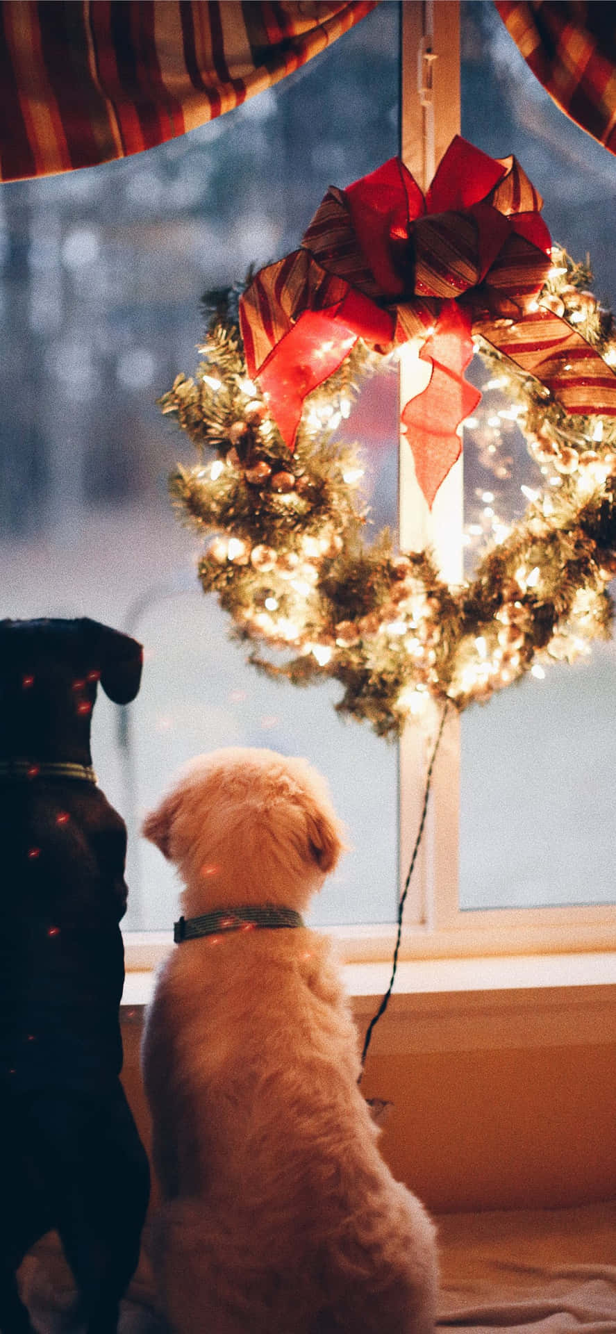 Christmas Dogs Looking Outside