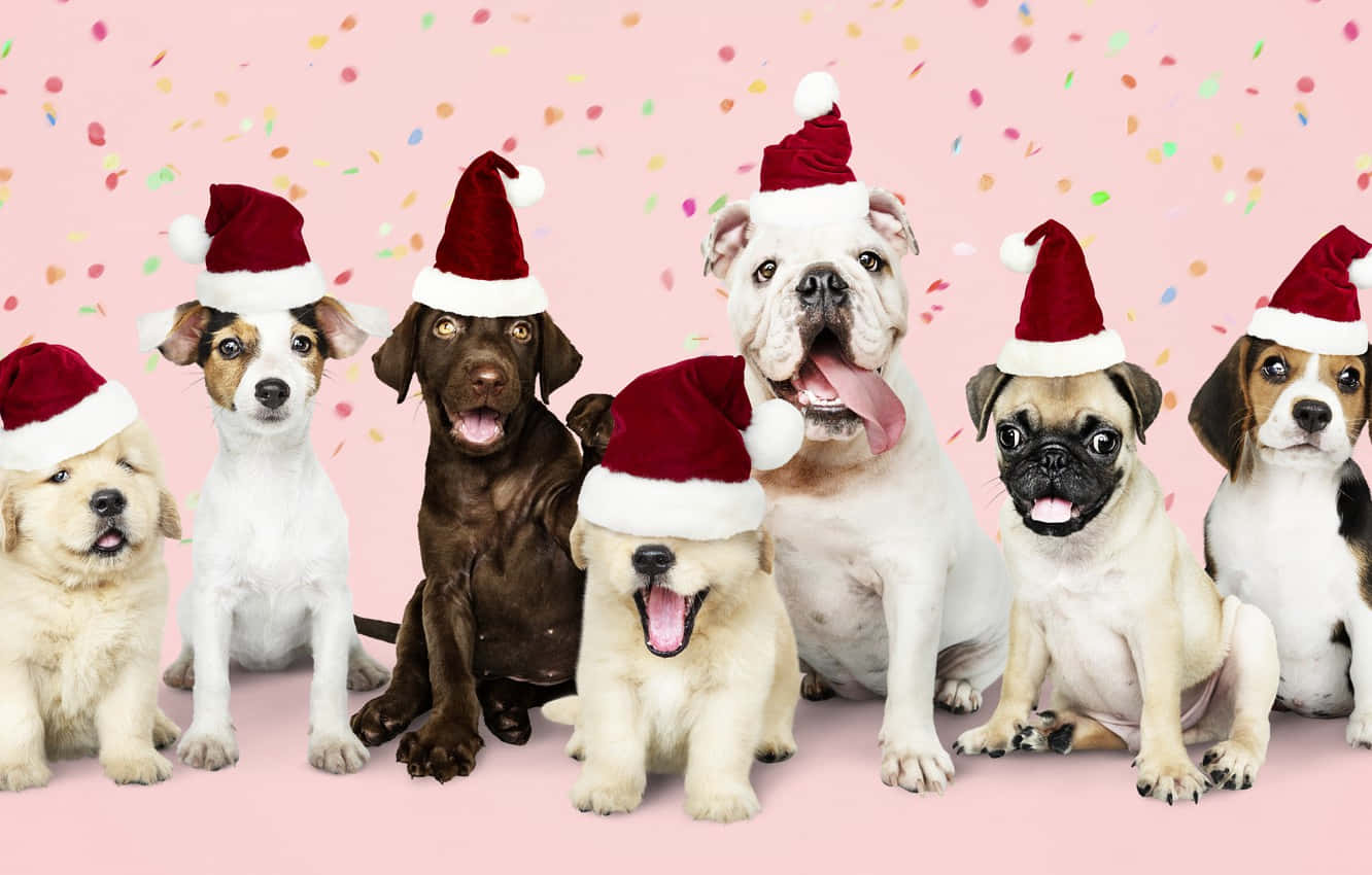 Christmas Dogs With Hats Background