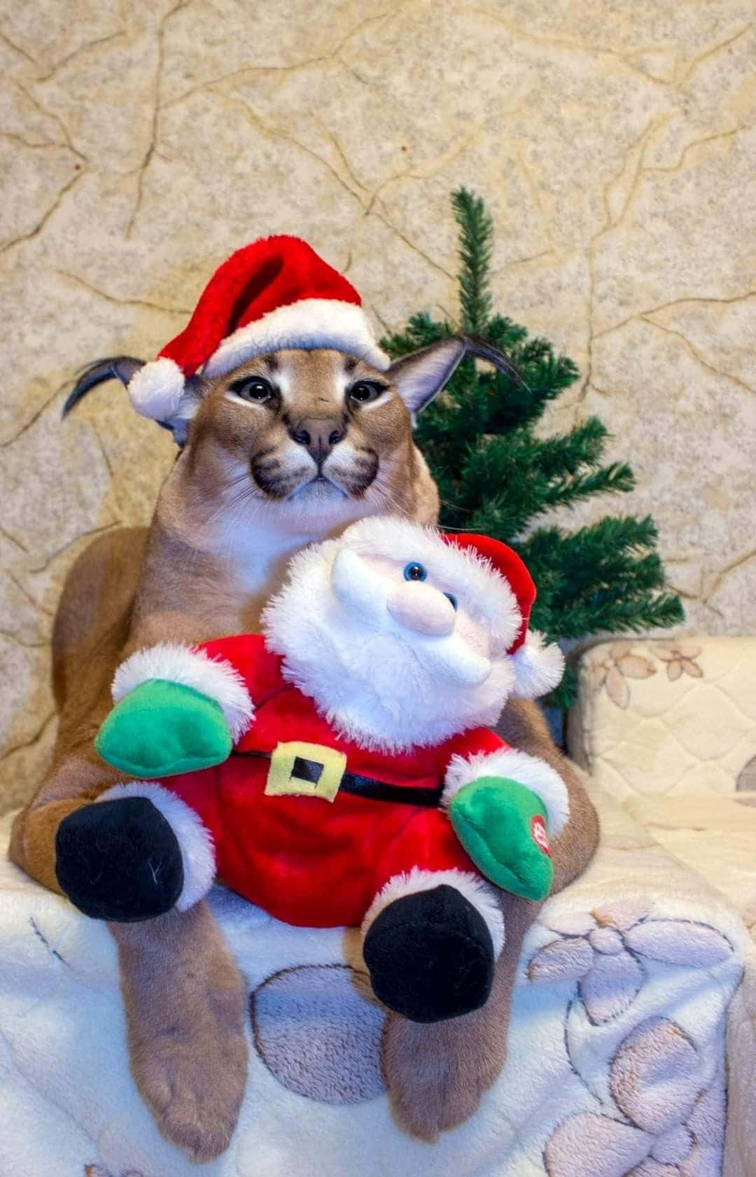 Christmas_ Floppa_with_ Santa_ Toy.jpg Background