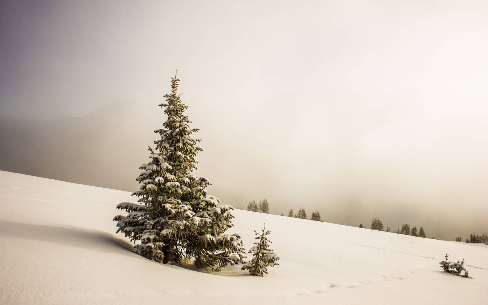 Christmas Forest On Snowy Slope Background