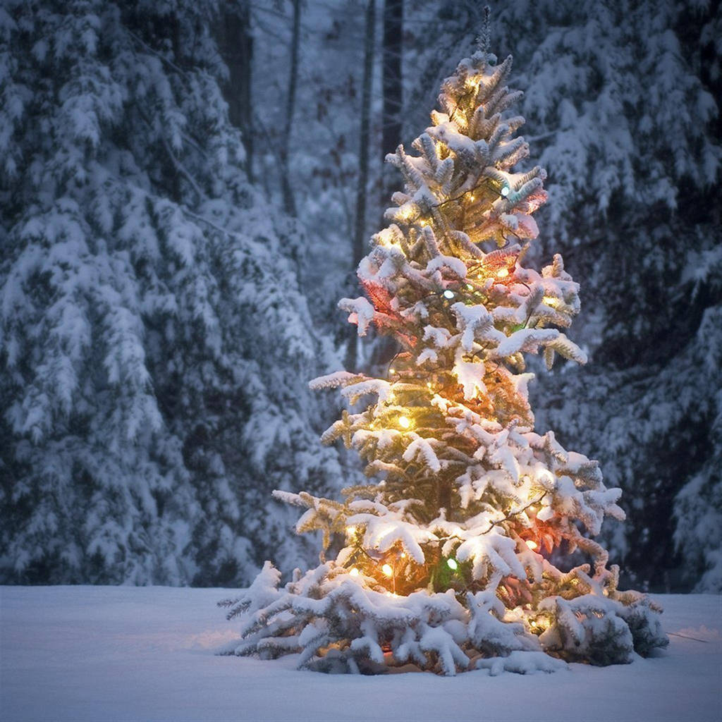 Christmas Forest With Warm Glow Background