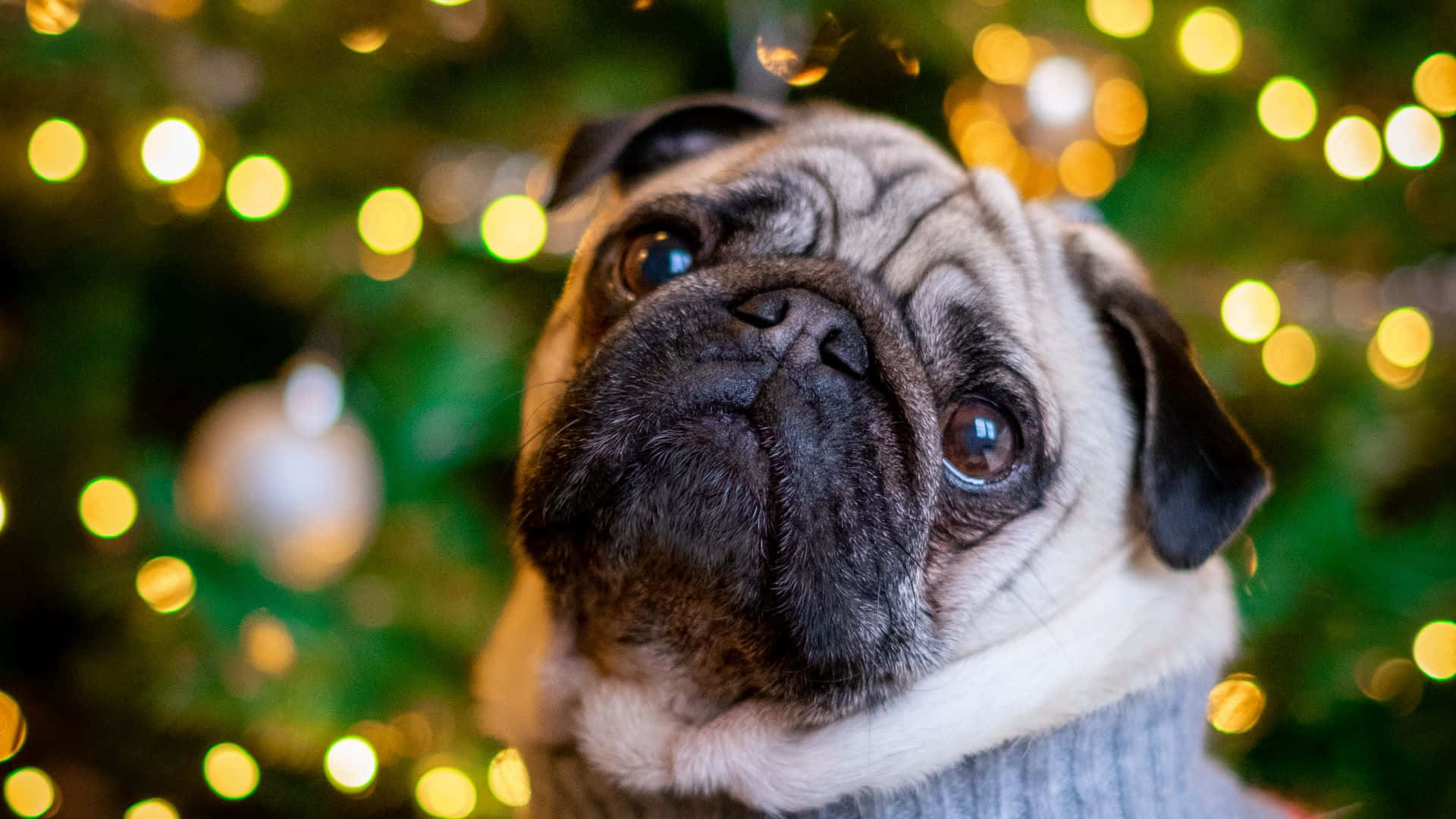 Christmas Time With Pug Dog Background