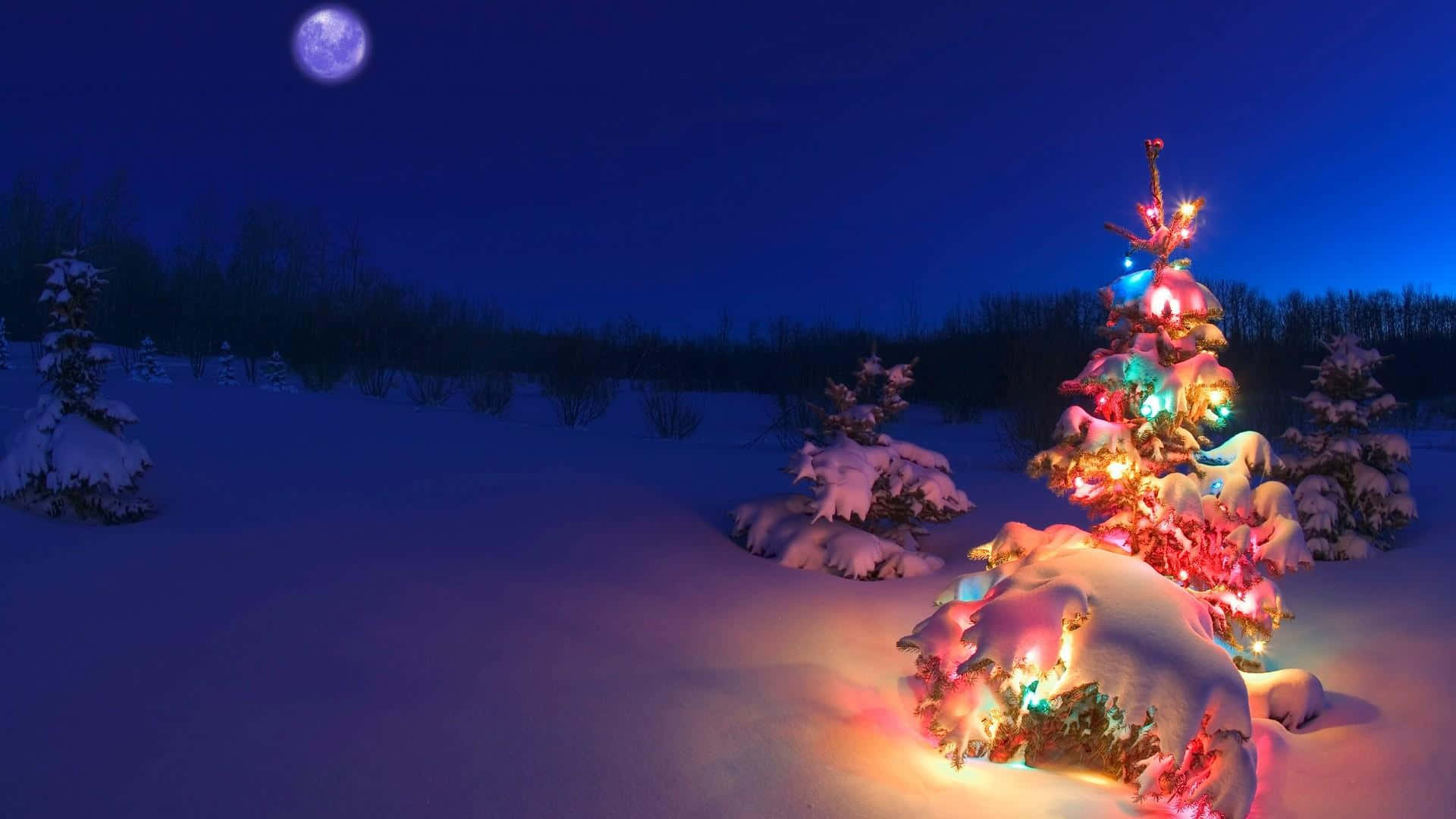 Christmas Tree In The Snow With Lights Background