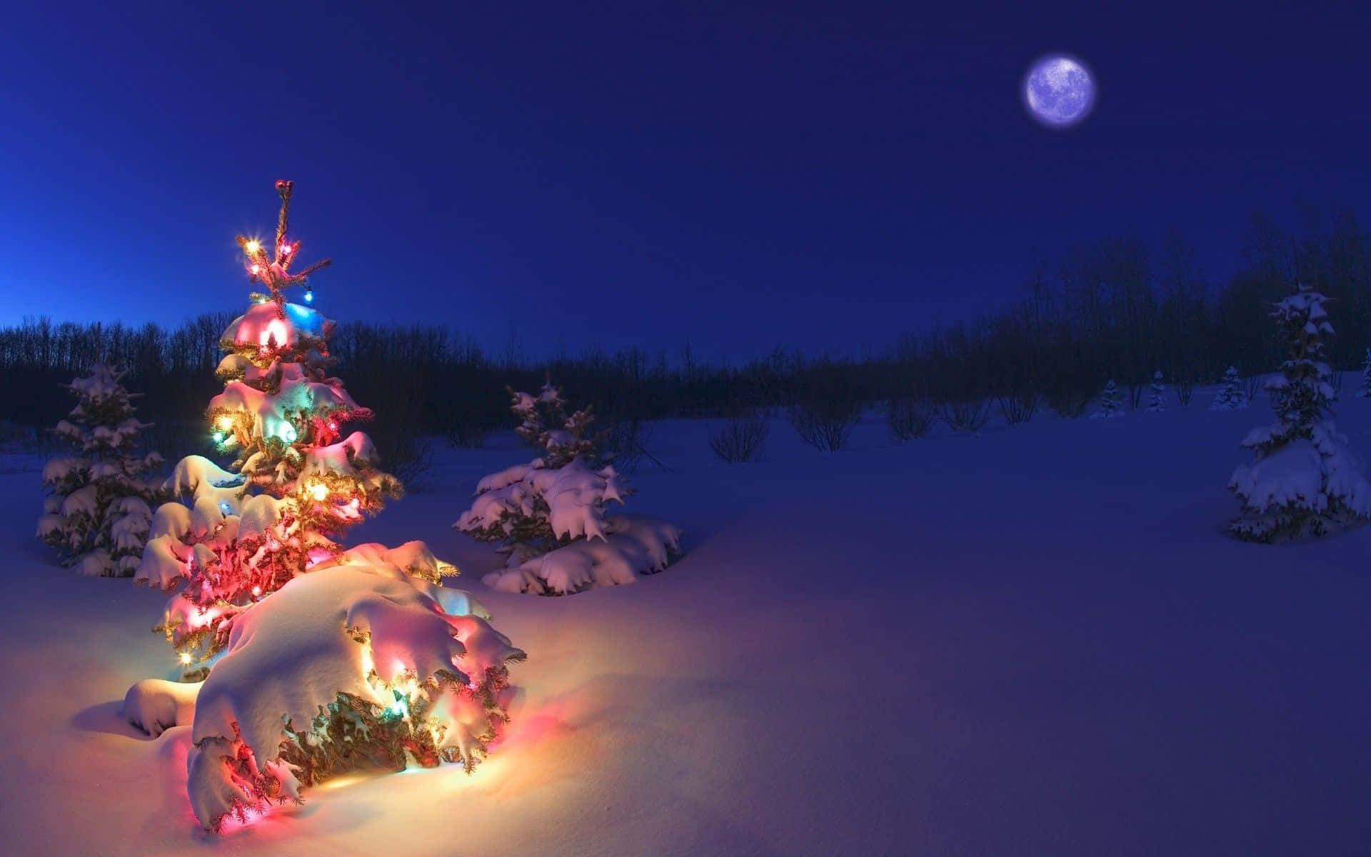 Christmas Tree In The Snow With Lights Background