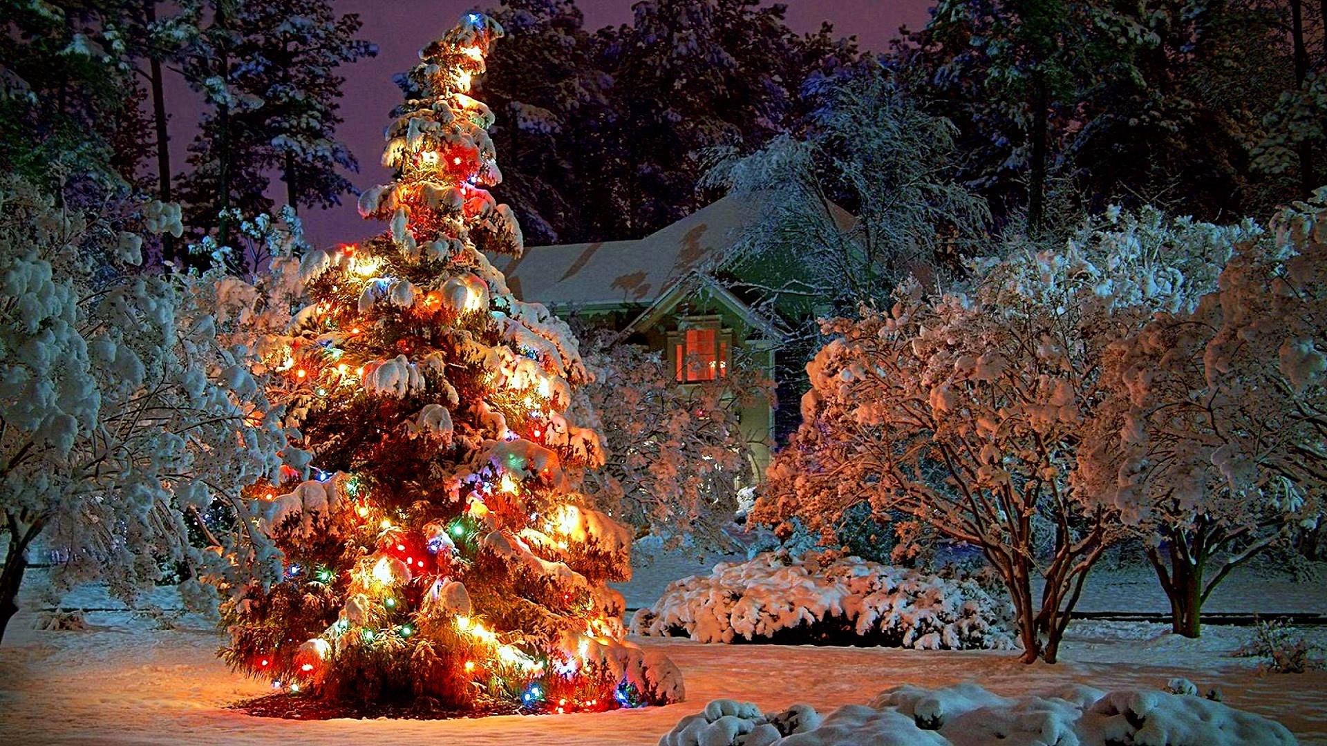 Christmas Tree In The Snowy Garden Background