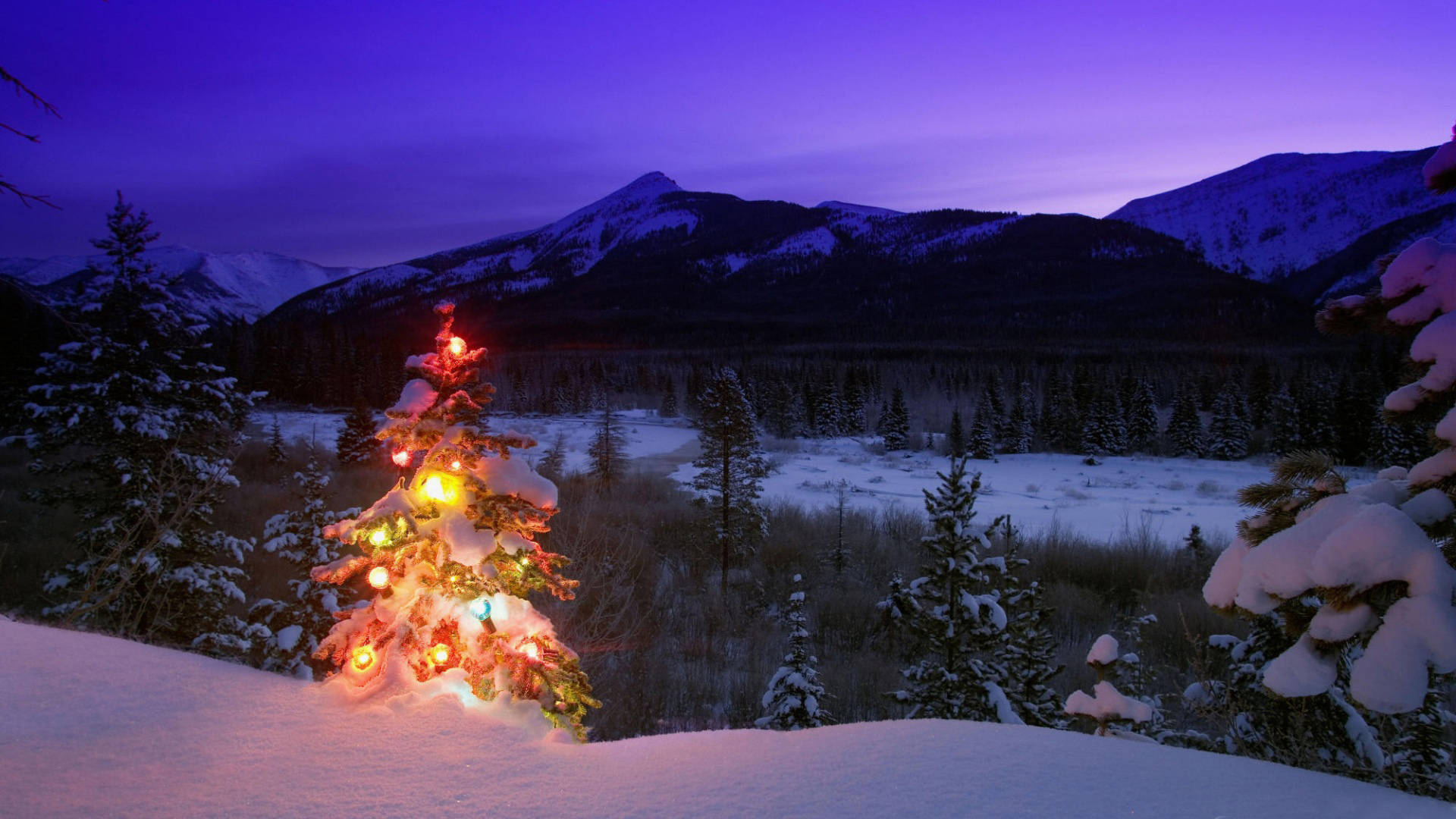 Christmas Tree Light Background