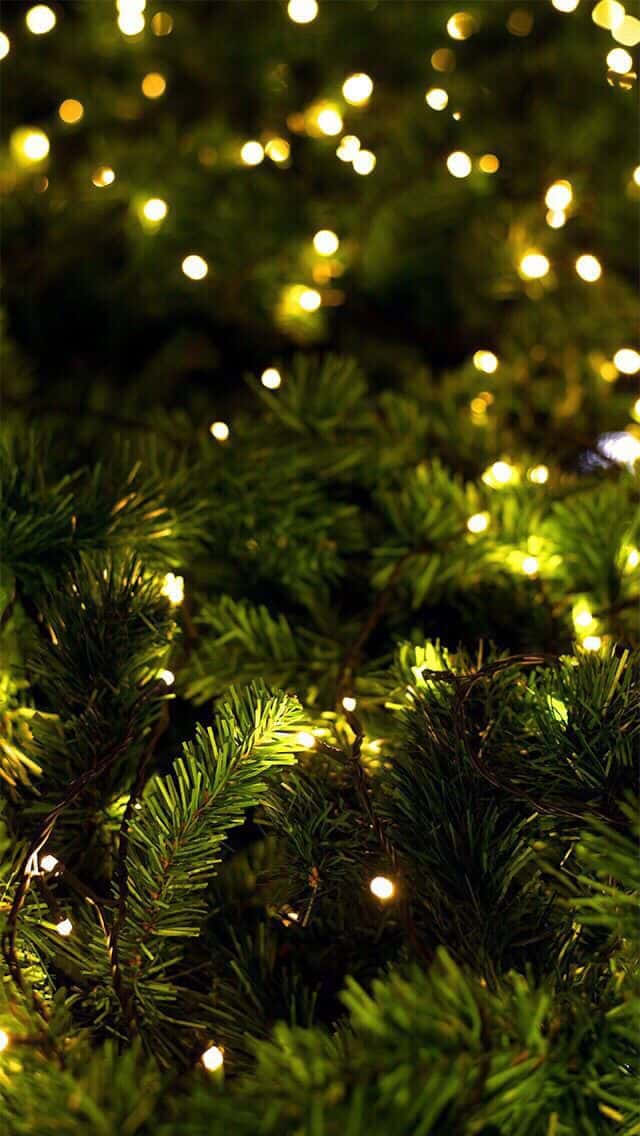 Christmas Tree Lightsi Phone Wallpaper