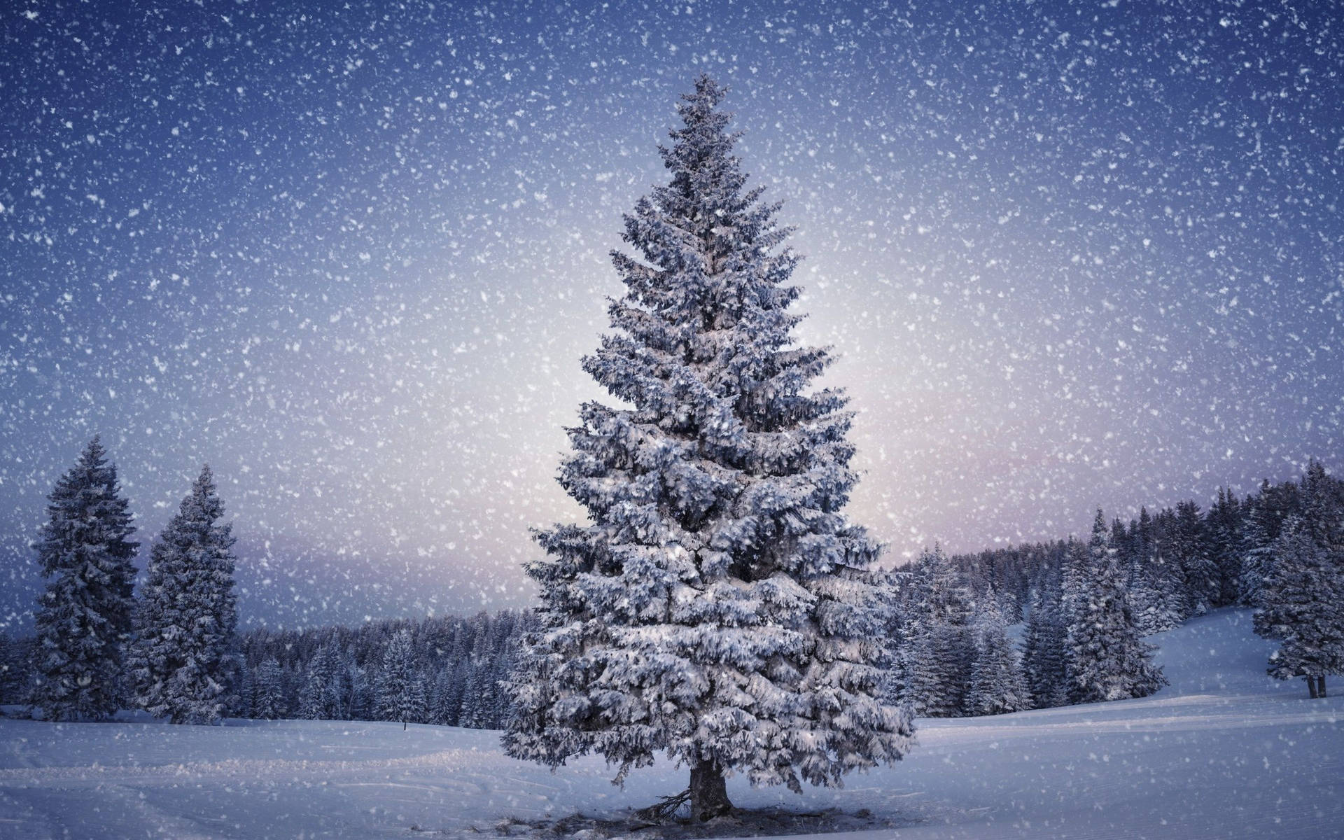 Christmas Tree On Winter Snowy Forest Background