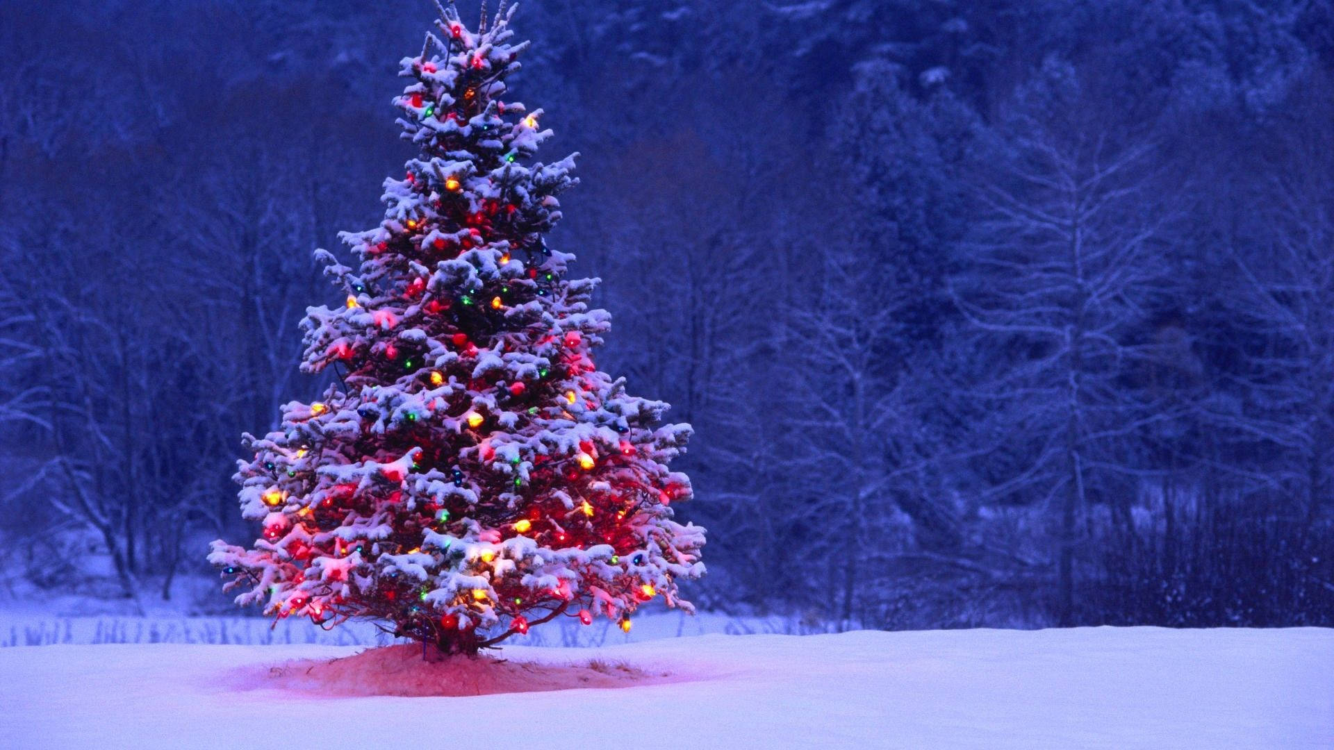 Christmas Tree Winter Landscape Background