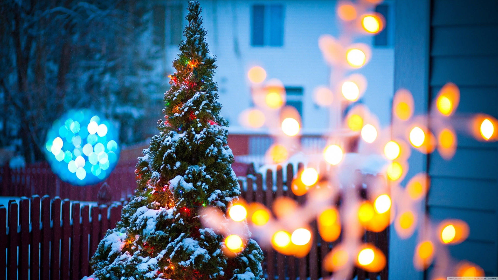 Christmas Tree With Festive Light Medium Shot