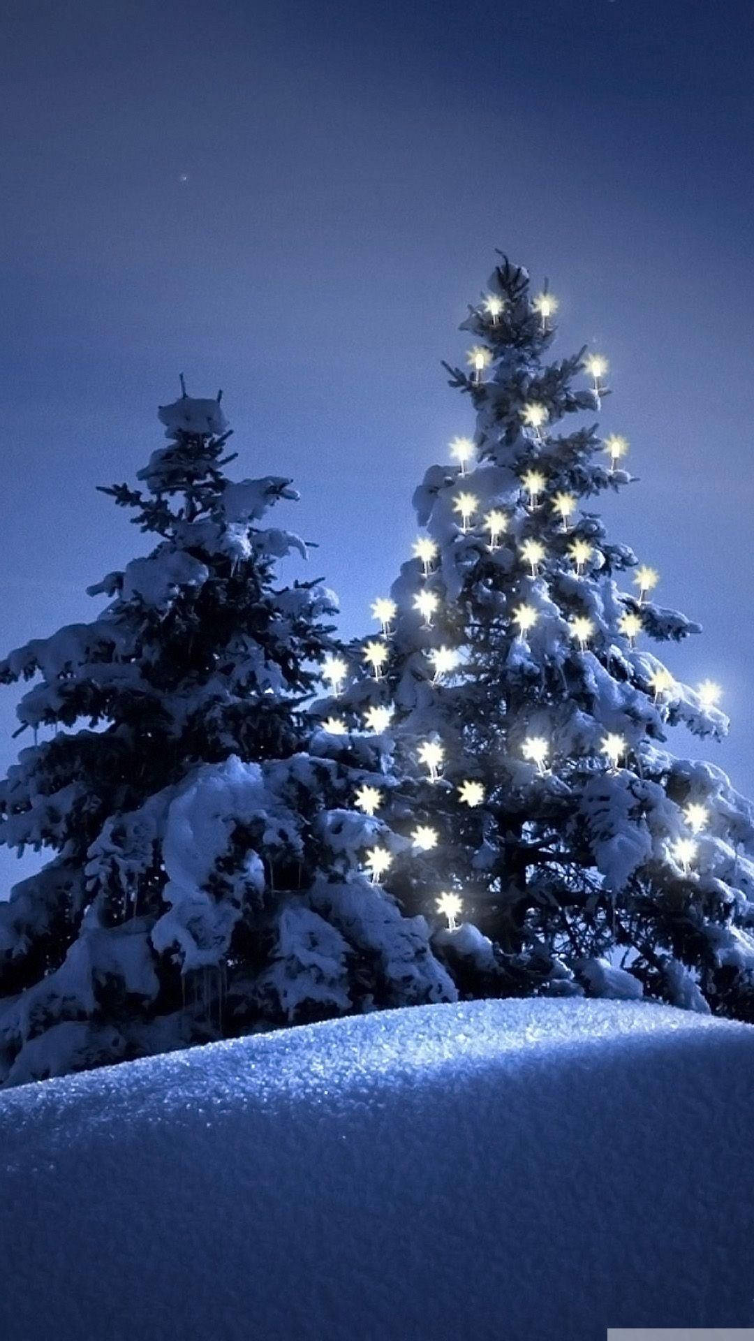 Christmas Trees In The Snow Background