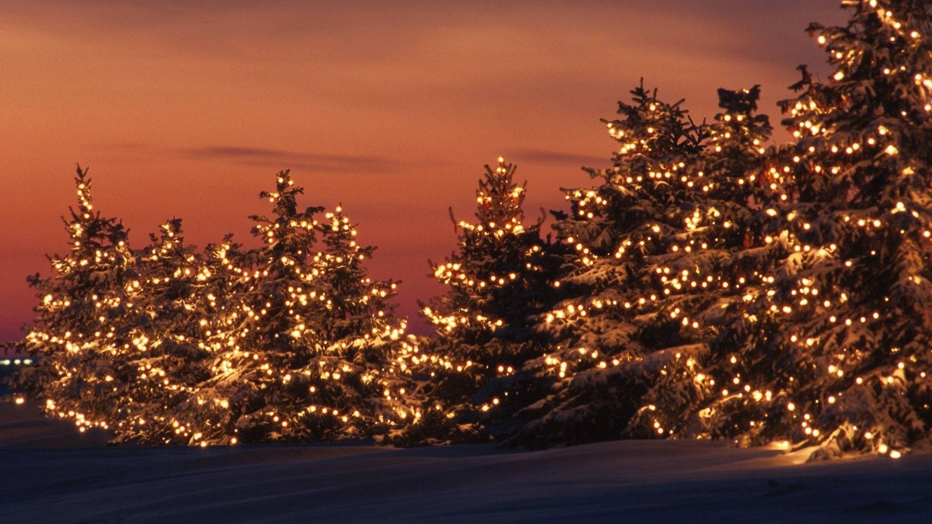 Christmas Trees Lit Up At Sunset Background