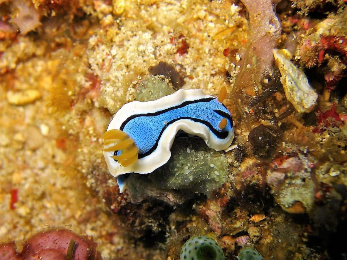 Chromodoris Willani Sea Slug Background