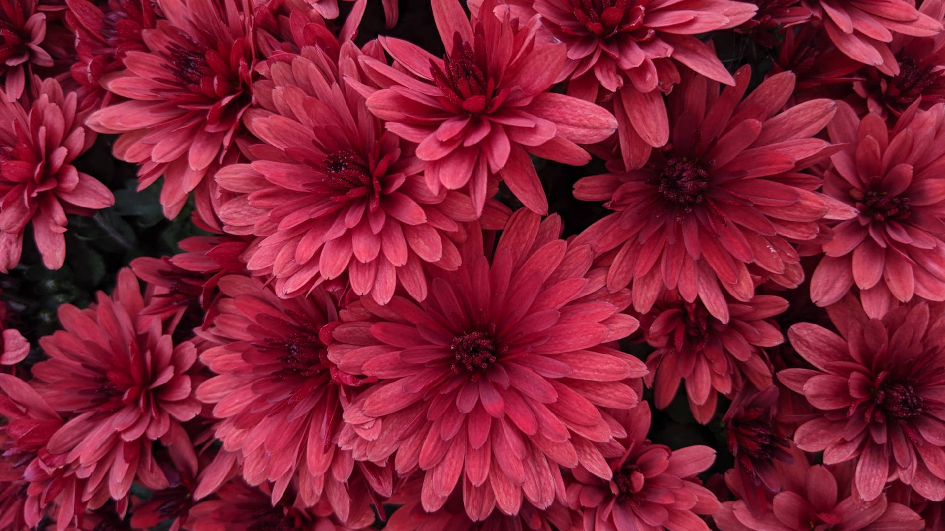 Chrysanthemum Blossoms Red Aesthetic Background