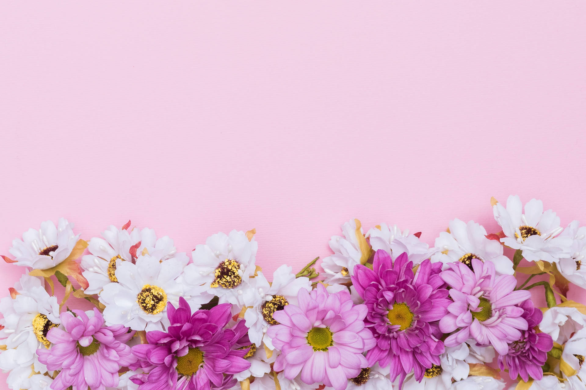 Chrysanthemum Chamomile Pink Aesthetic Background