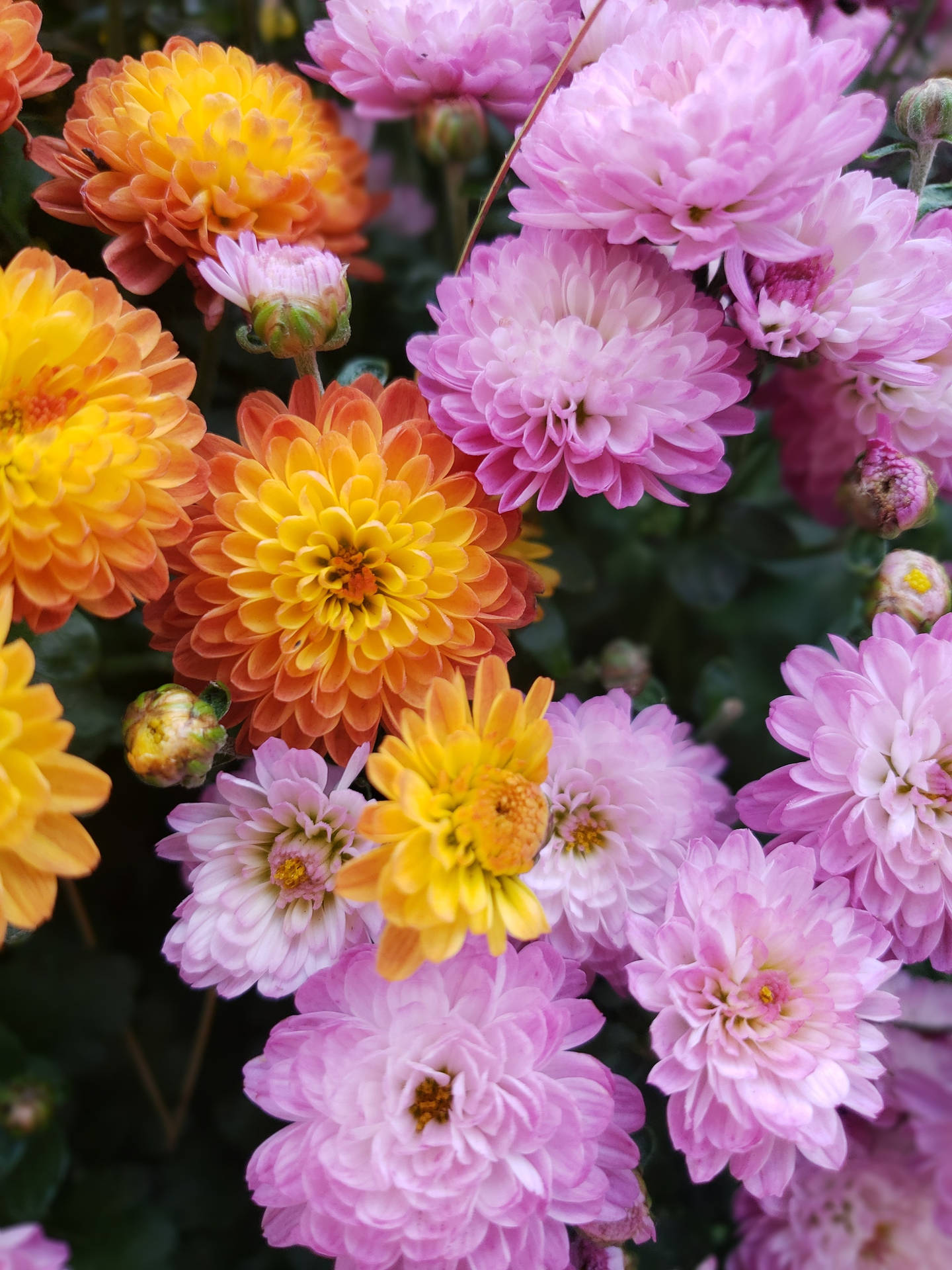 Chrysanthemum Flowers Android Background