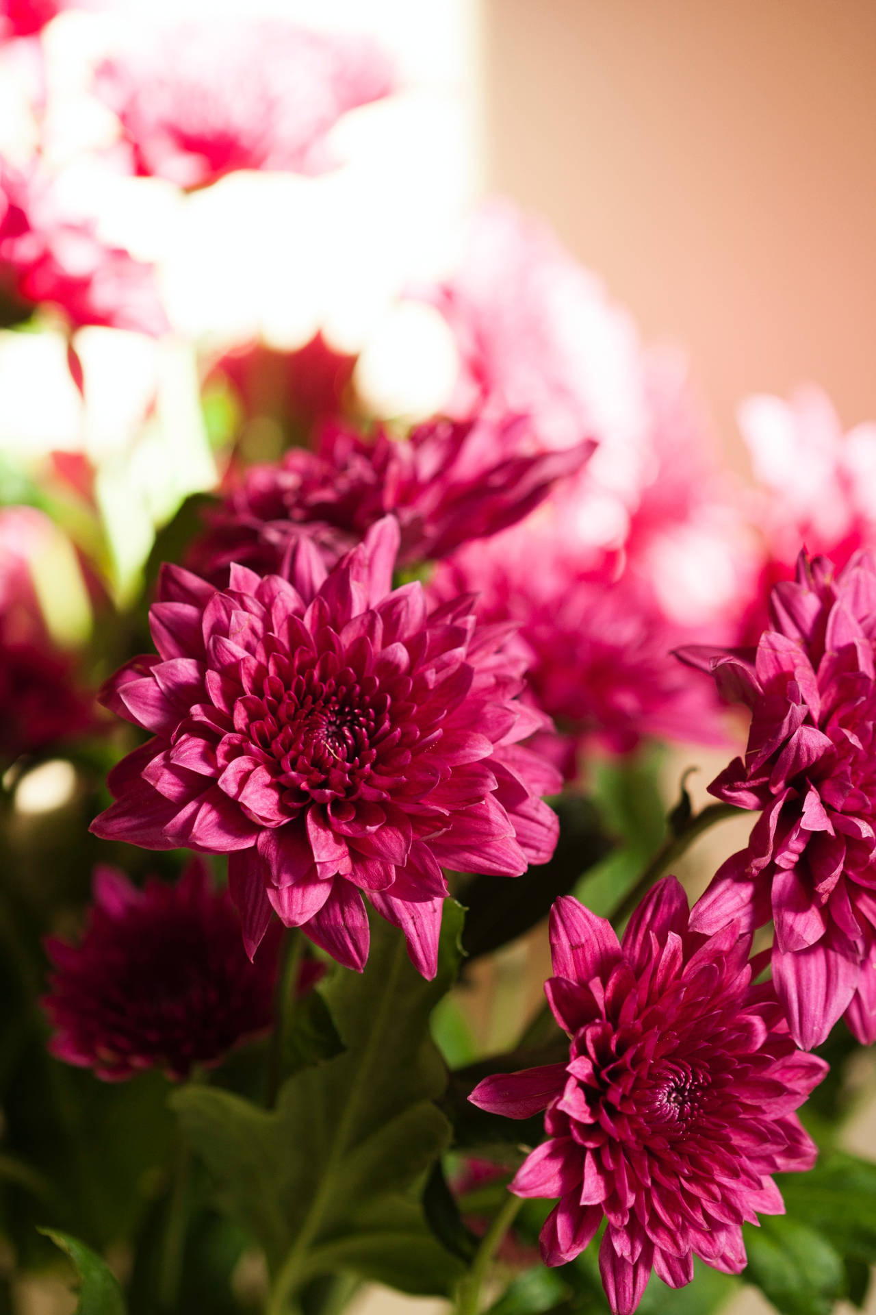 Chrysanthemum Pink Flowers Aesthetic Background