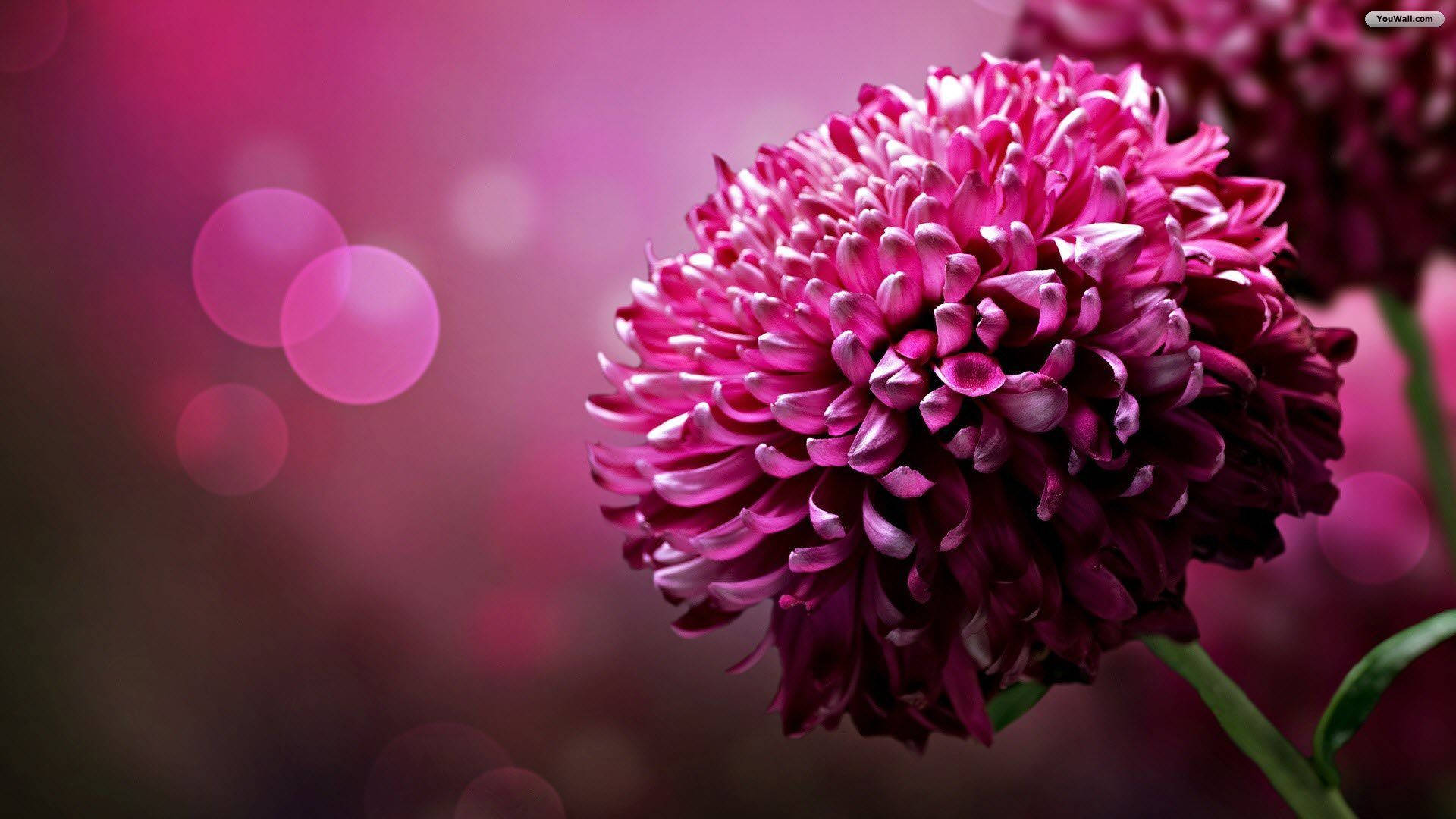 Chrysanthemum Purple Flowers Digital Art Background