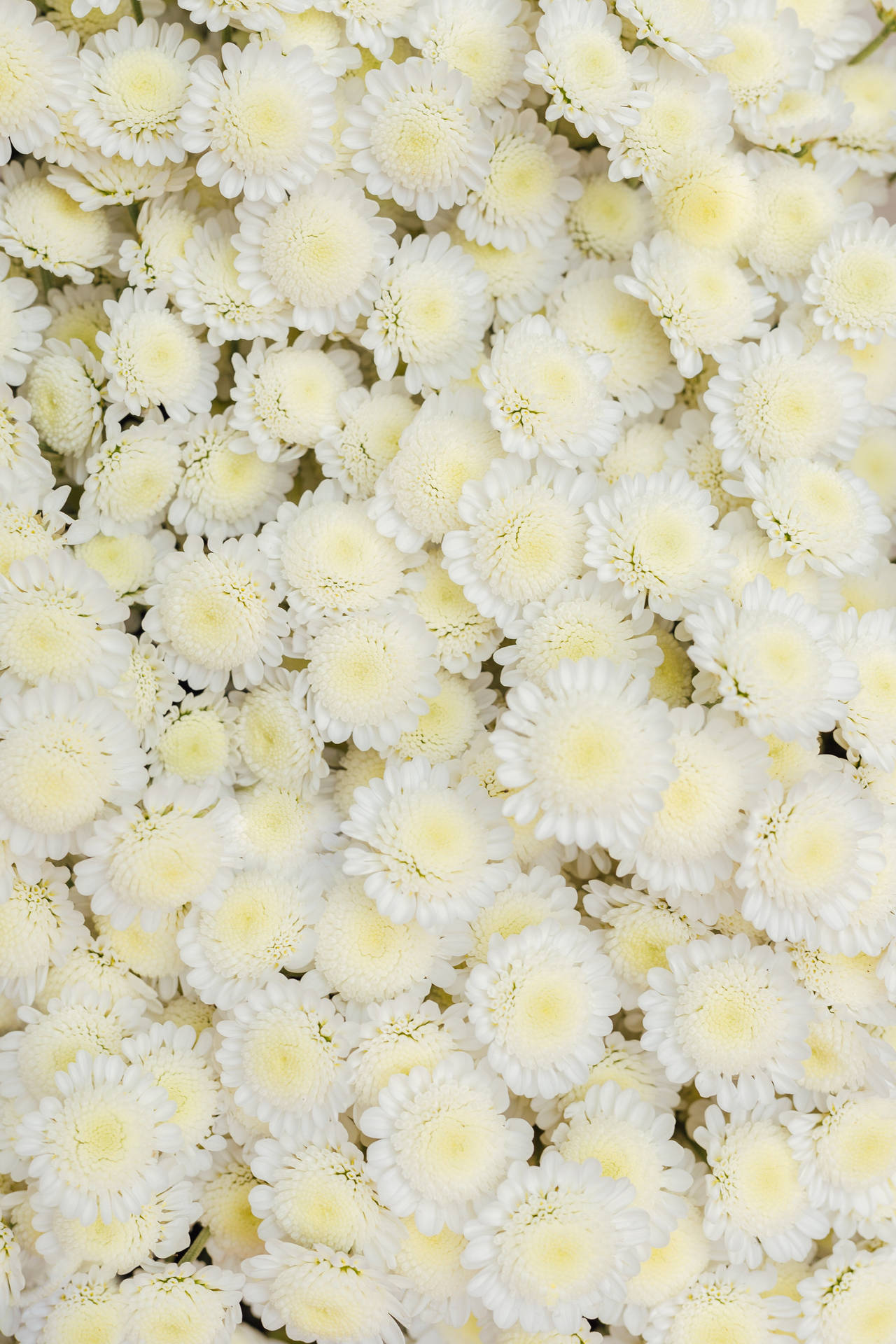 Chrysanthemum White Flowers Background