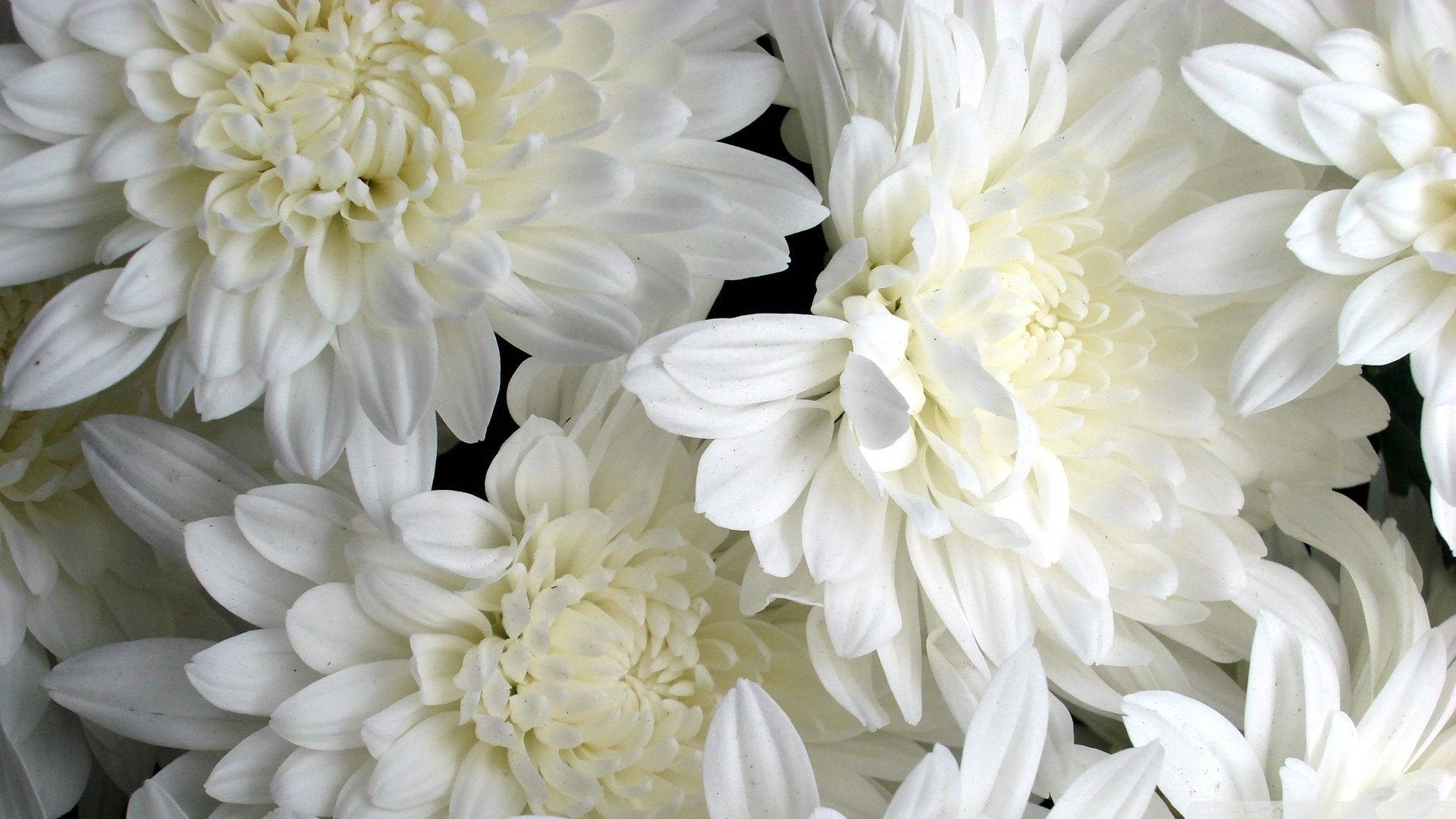 Chrysanthemum White Flowers Close-up