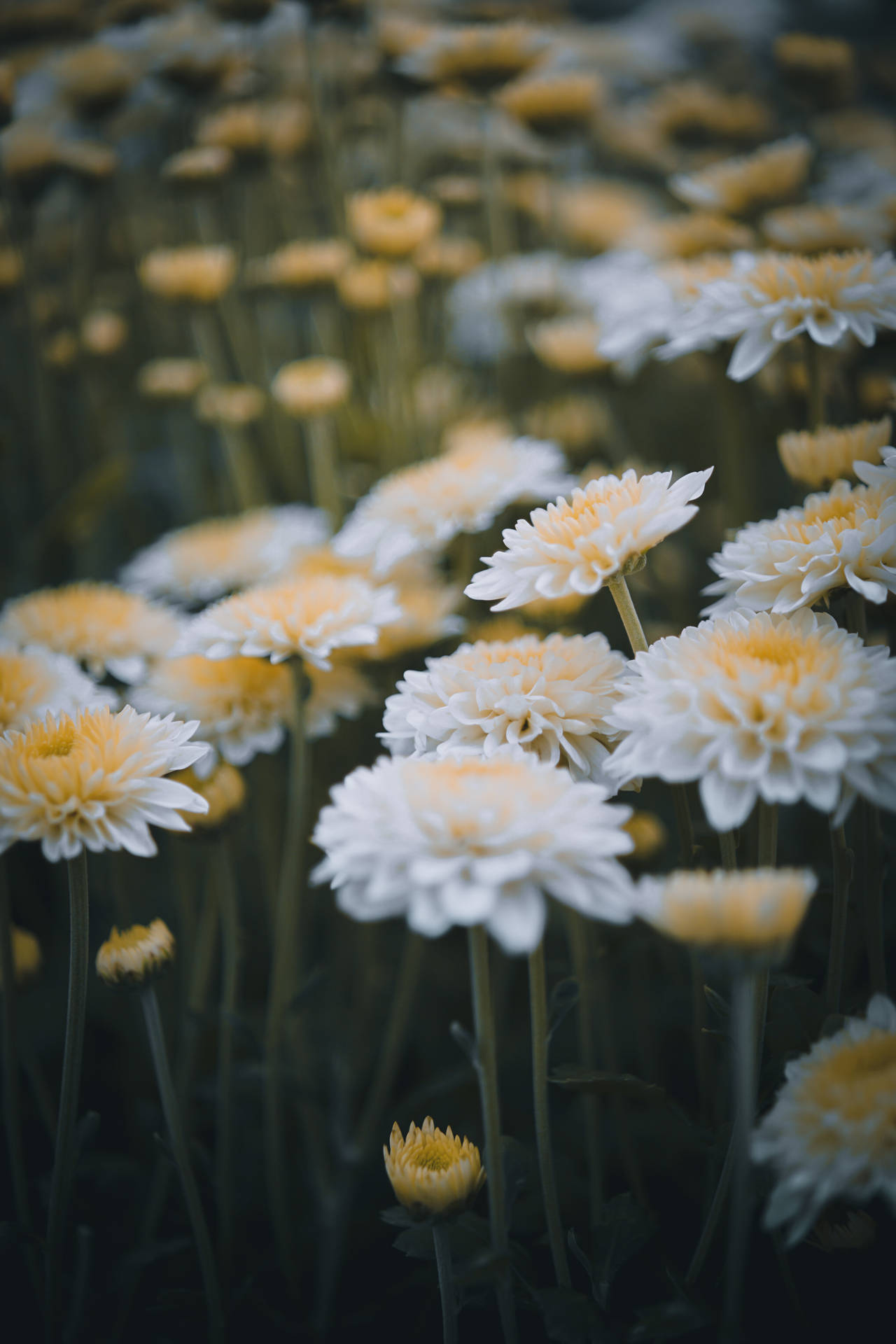 Chrysanthemum White Flowers Background