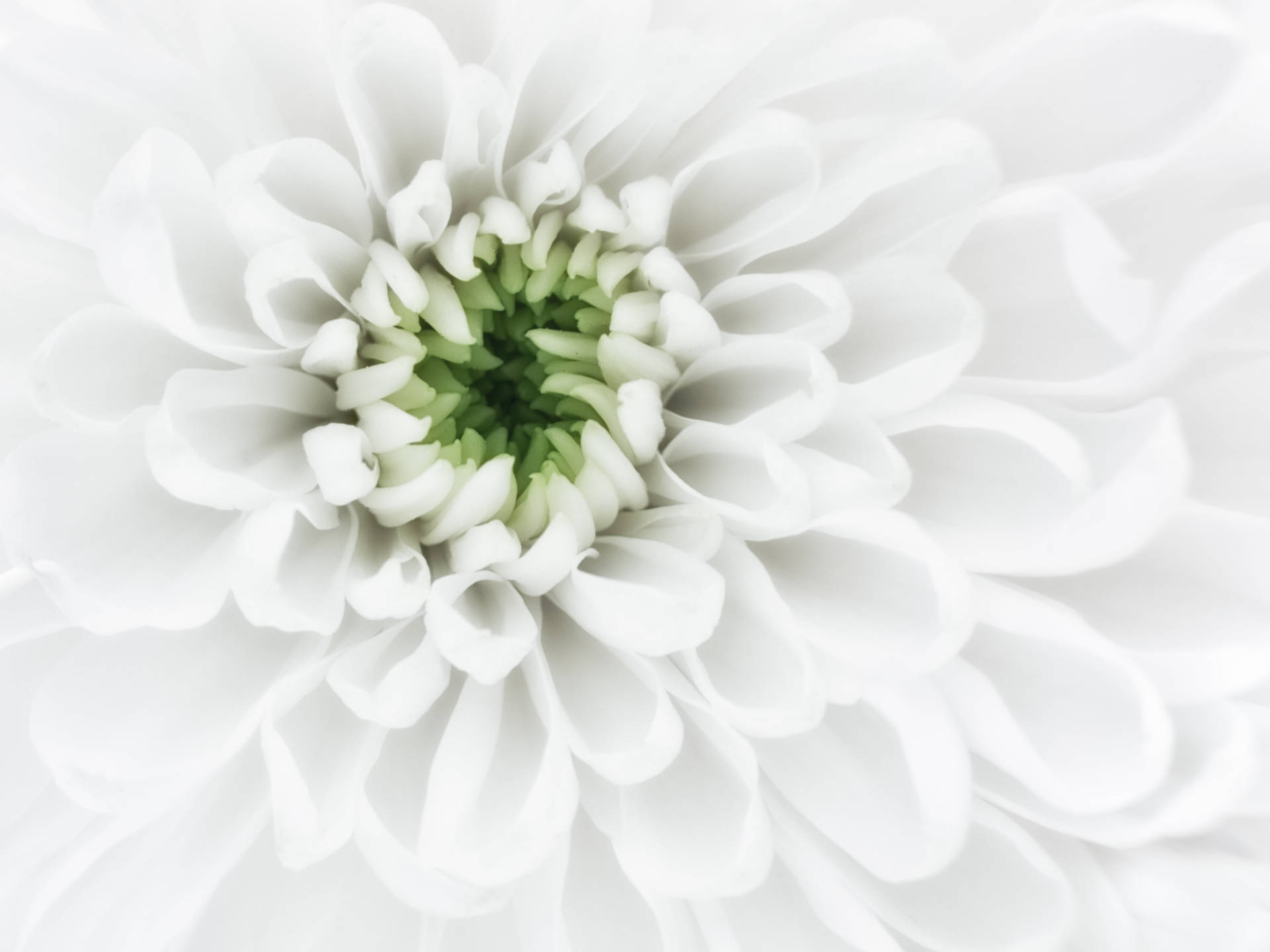 Chrysanthemum White Petals Background