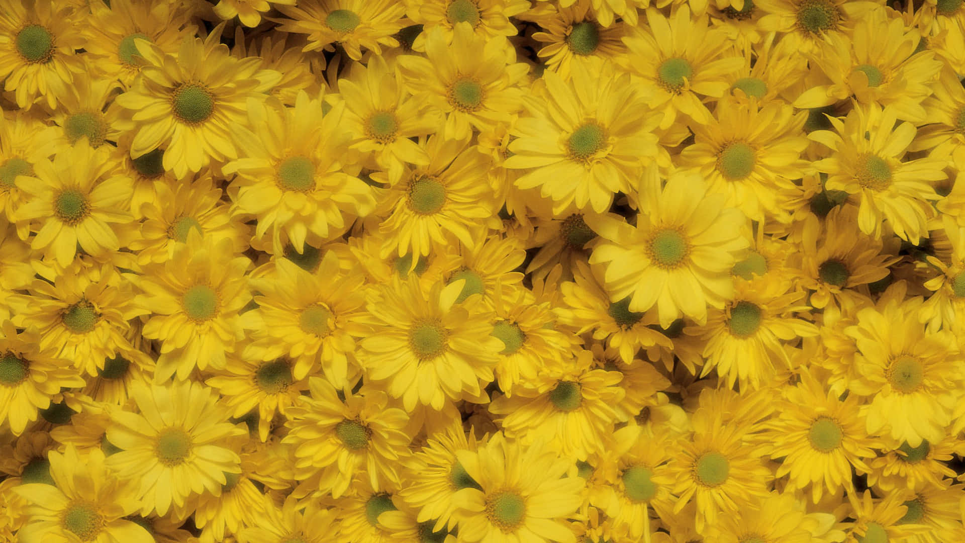 Chrysanthemums In Yellow Aesthetic Flower Desktop