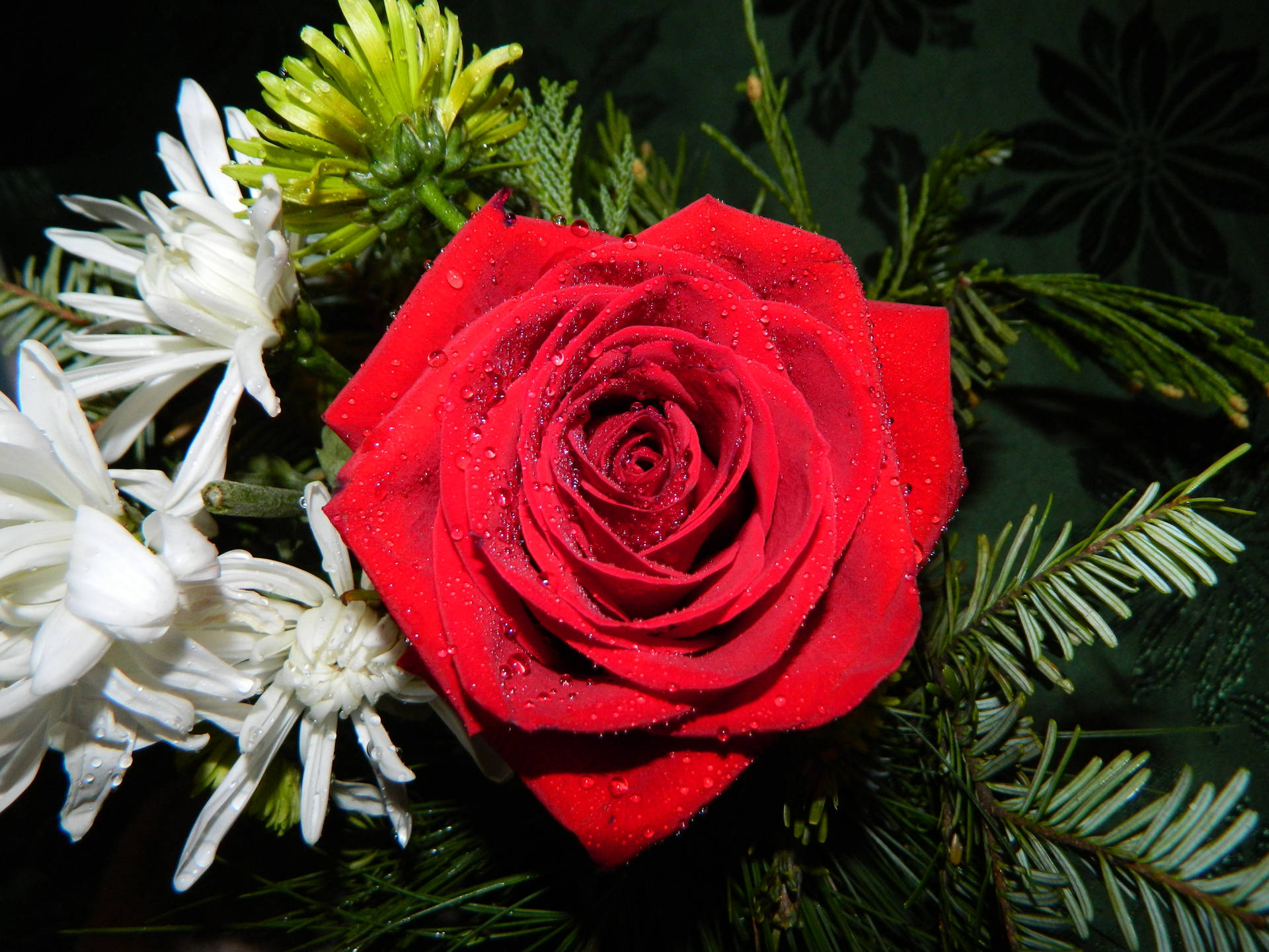 Chrysanthemums Red Rose Hd Background