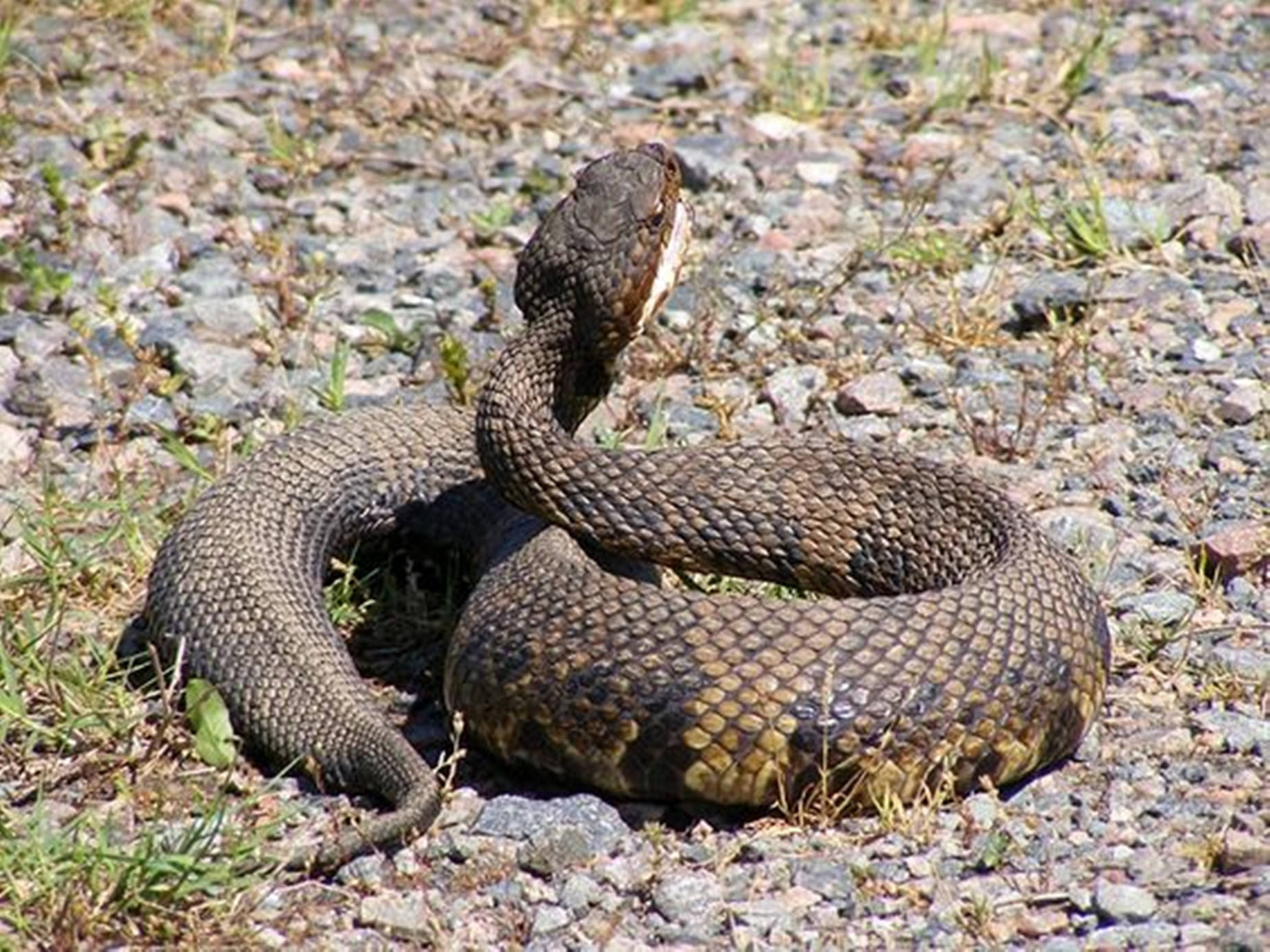 Chubby Brown Water Moccasin Background