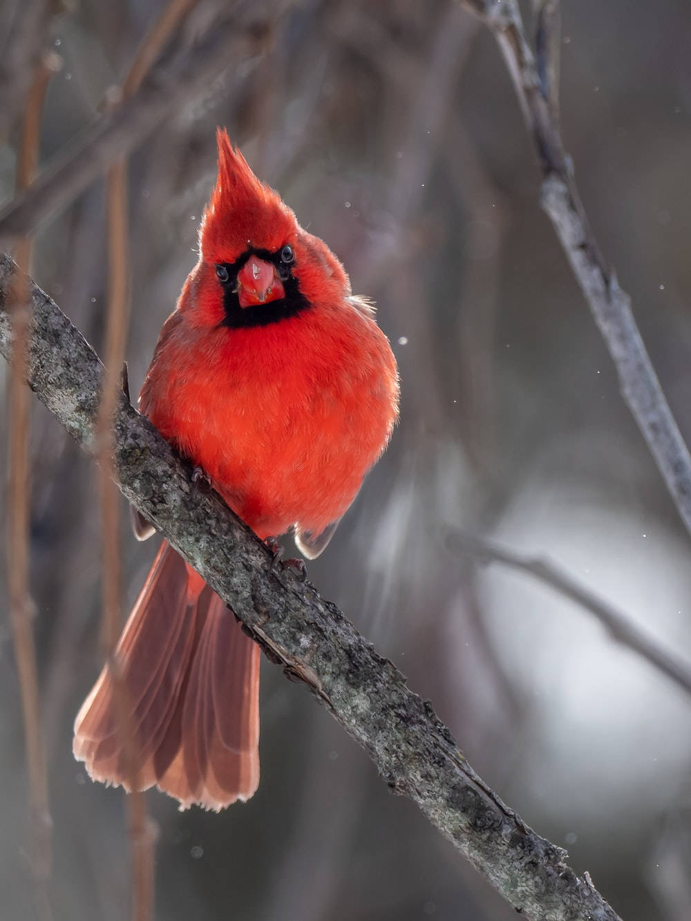 Chubby Cardinal In Winter Background