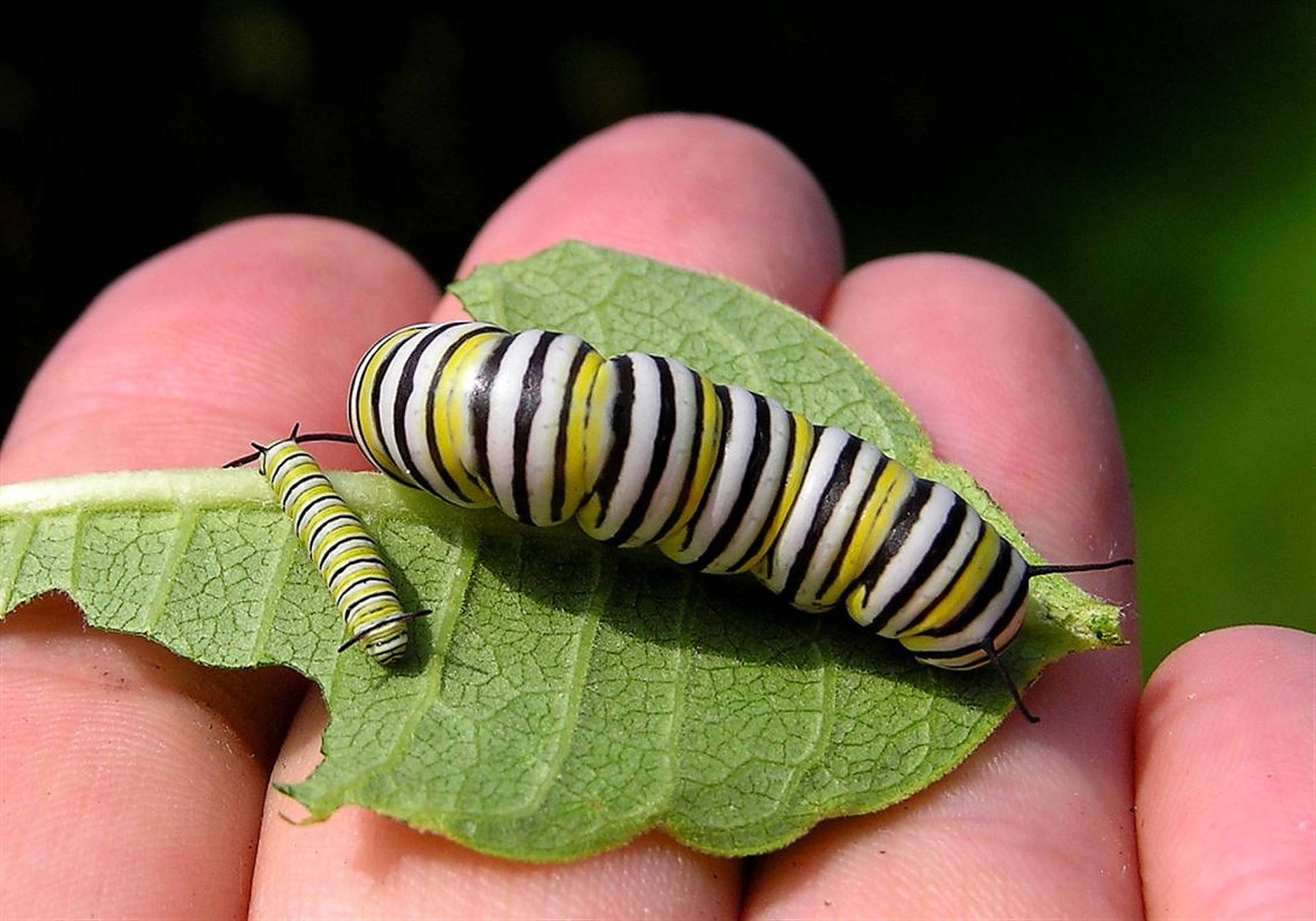 Chubby Caterpillar Insect Background