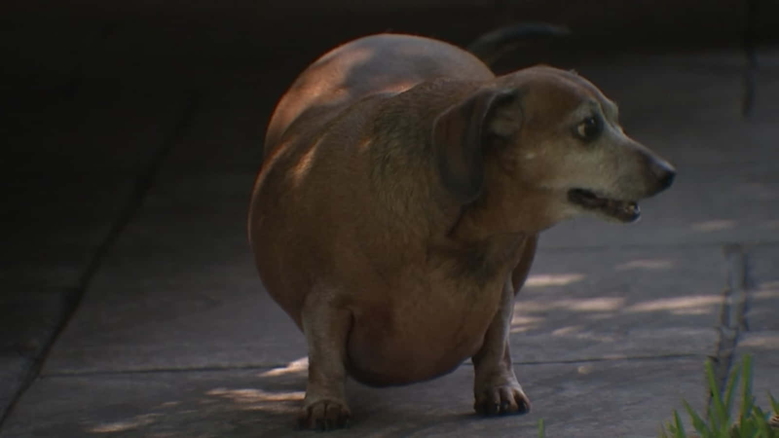 Chubby Dog Enjoying Outdoor Sun Background